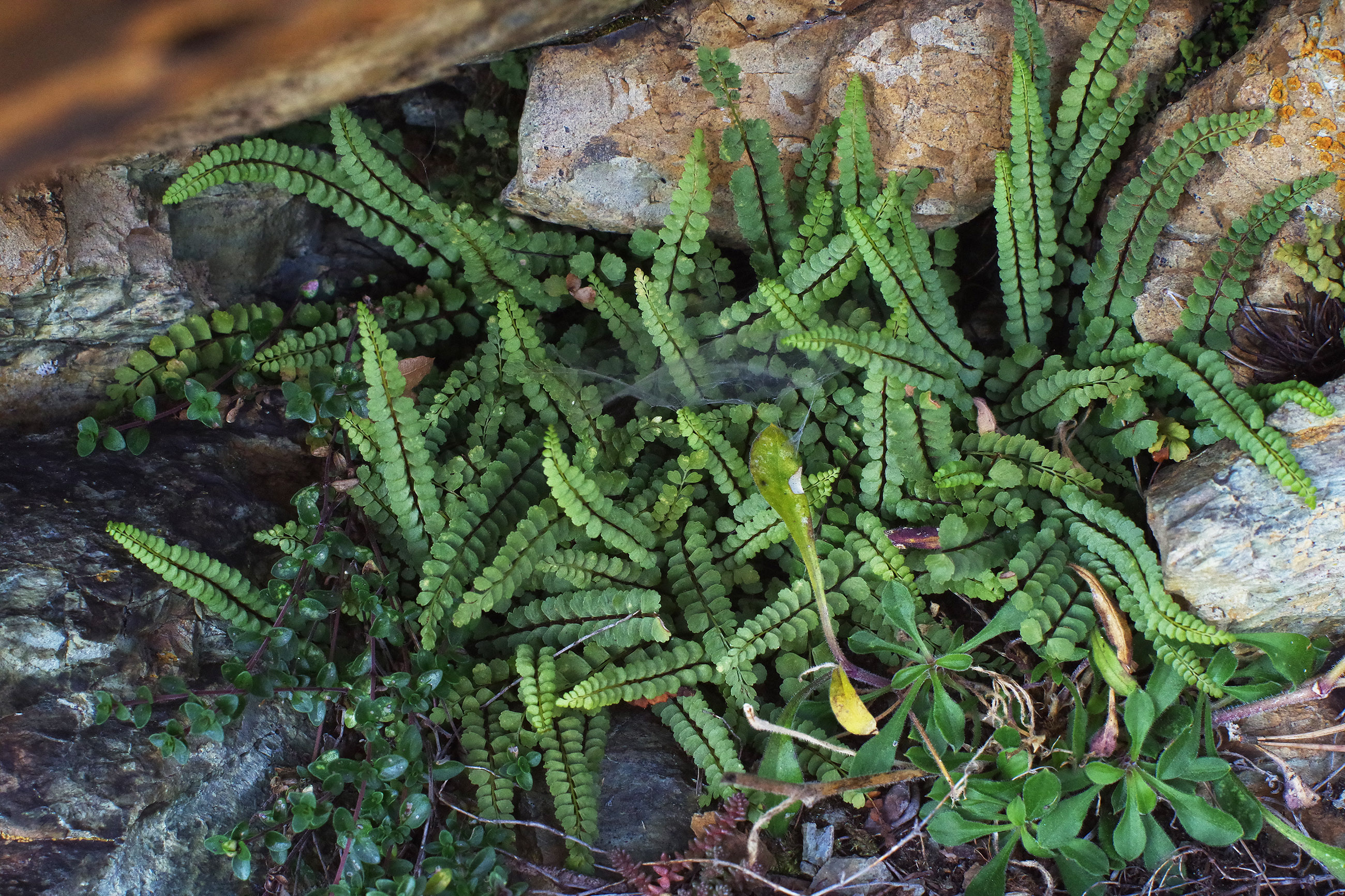 Asplenium adulterinum_kirchkogel.jpg