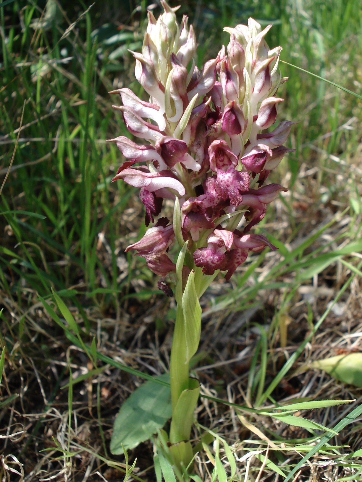 Ana.coriophora.ssp.fragrans.verbändert.Gargano.Macchia.Pastinella.4.jpg