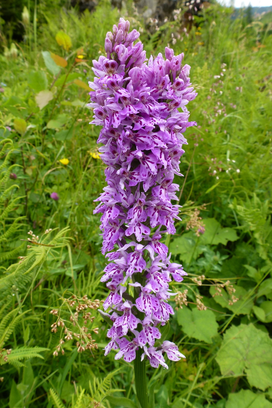 Dac.fuchsii-Verbänderung St-Öblarn.Walchental.KS.JPG