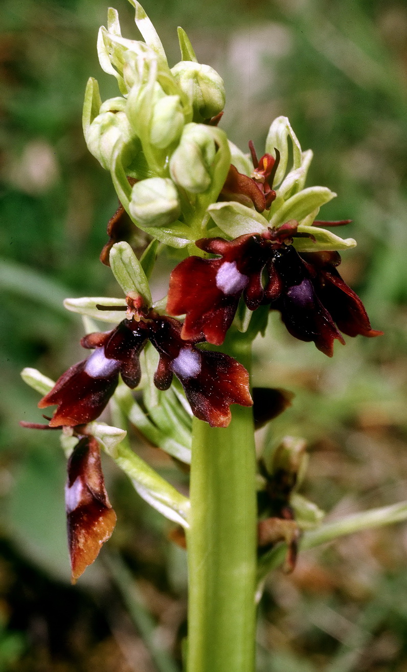 Oph.insectifera.verbändert.W.Lü..jpg