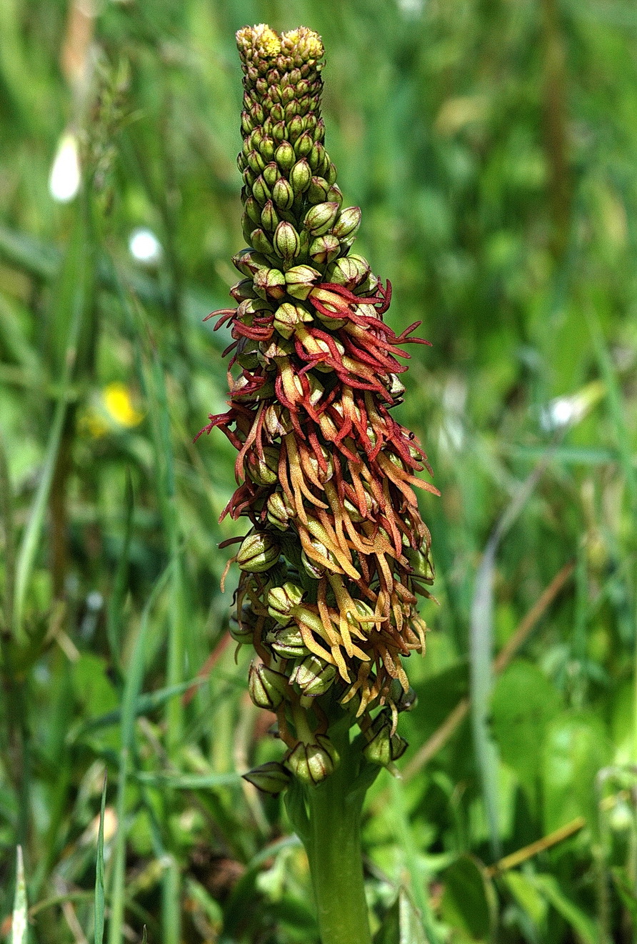 Orc.anthropophora-Verbänderung.Gr-Kreta.07.FS - Kopie.jpg