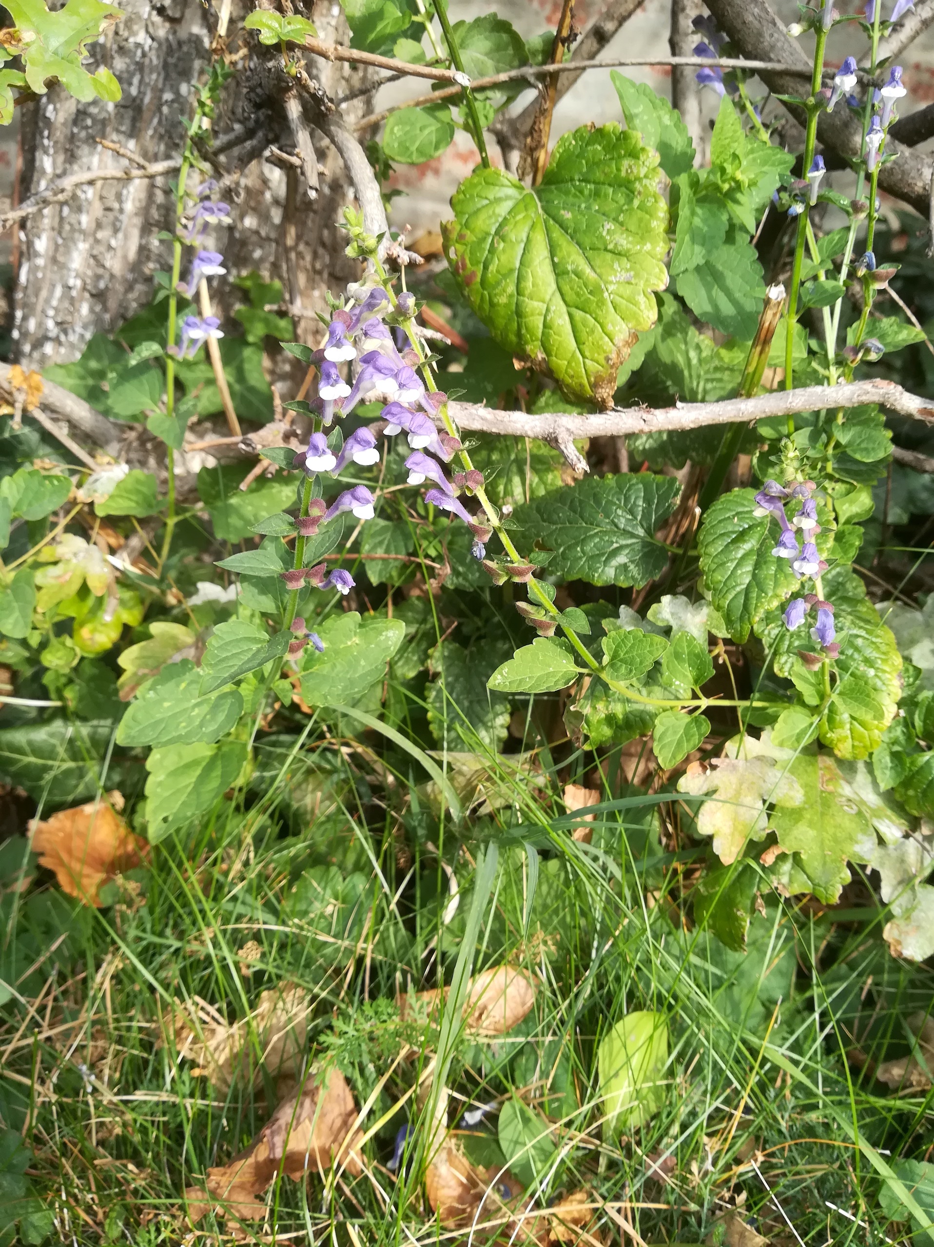 scutellaria altissima außenmauer alpinum botanischer garten wien_20181015_151508.jpg