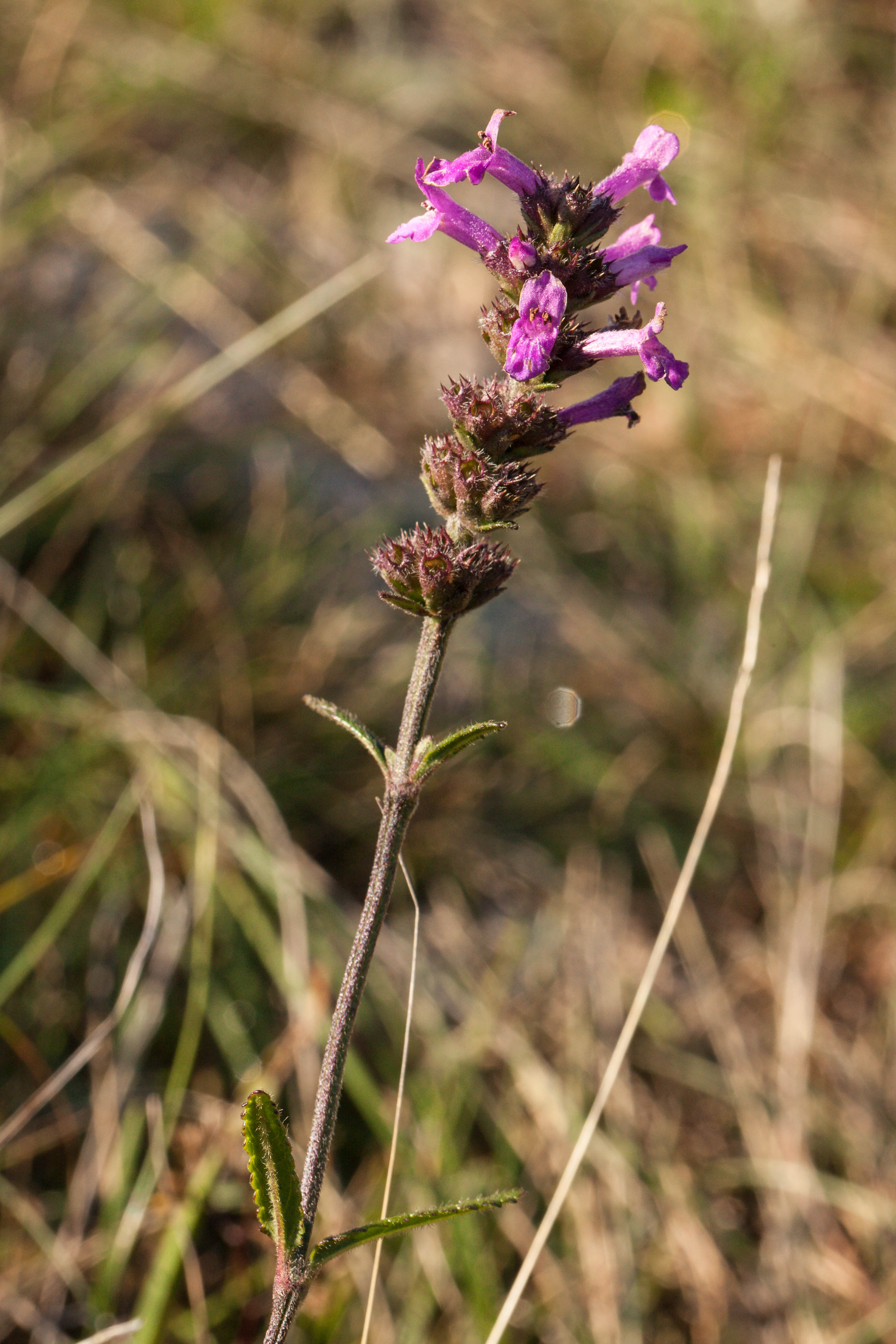 Betonica officinalis ssp. serotina.jpg