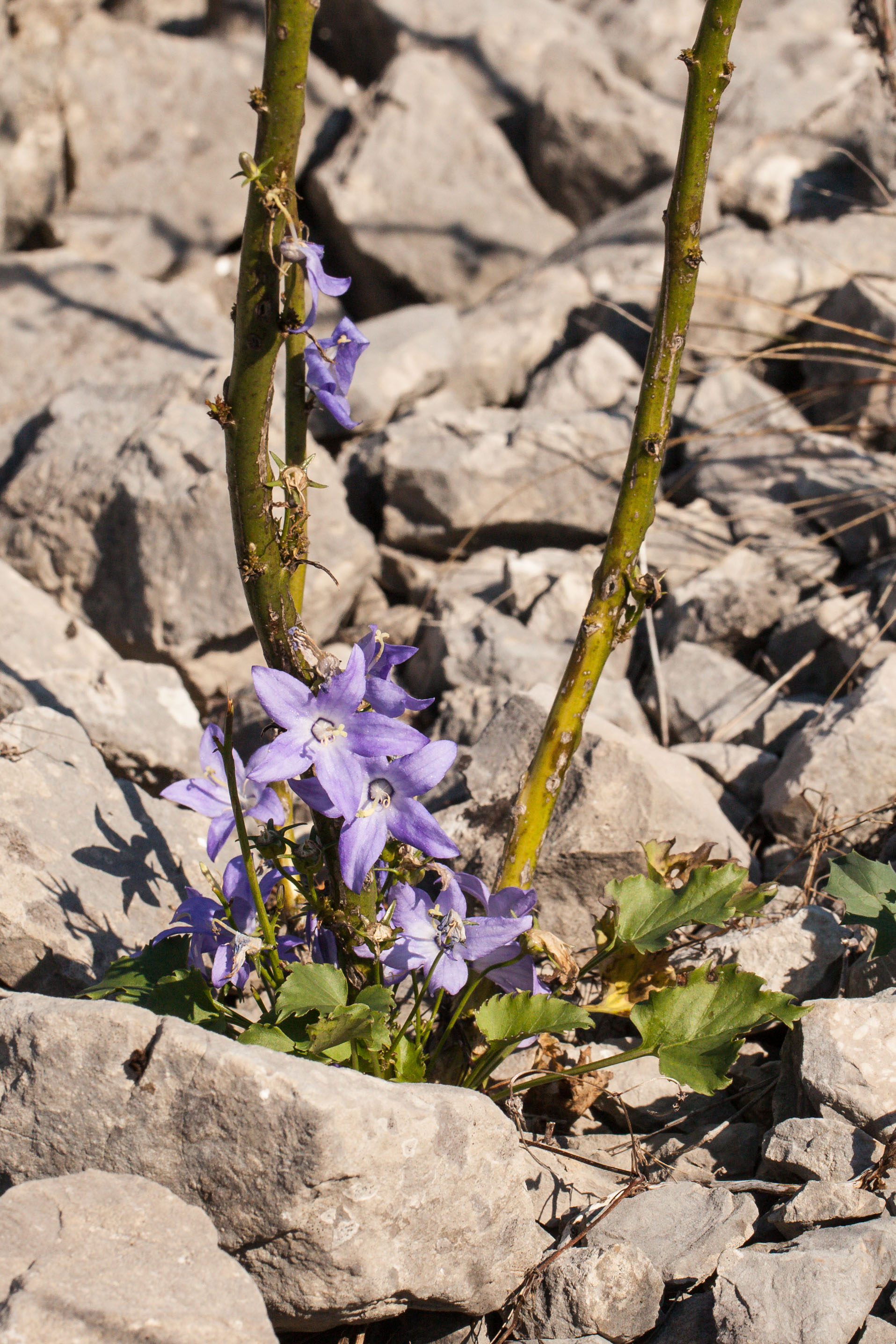 Campanula pyramidalis.jpg