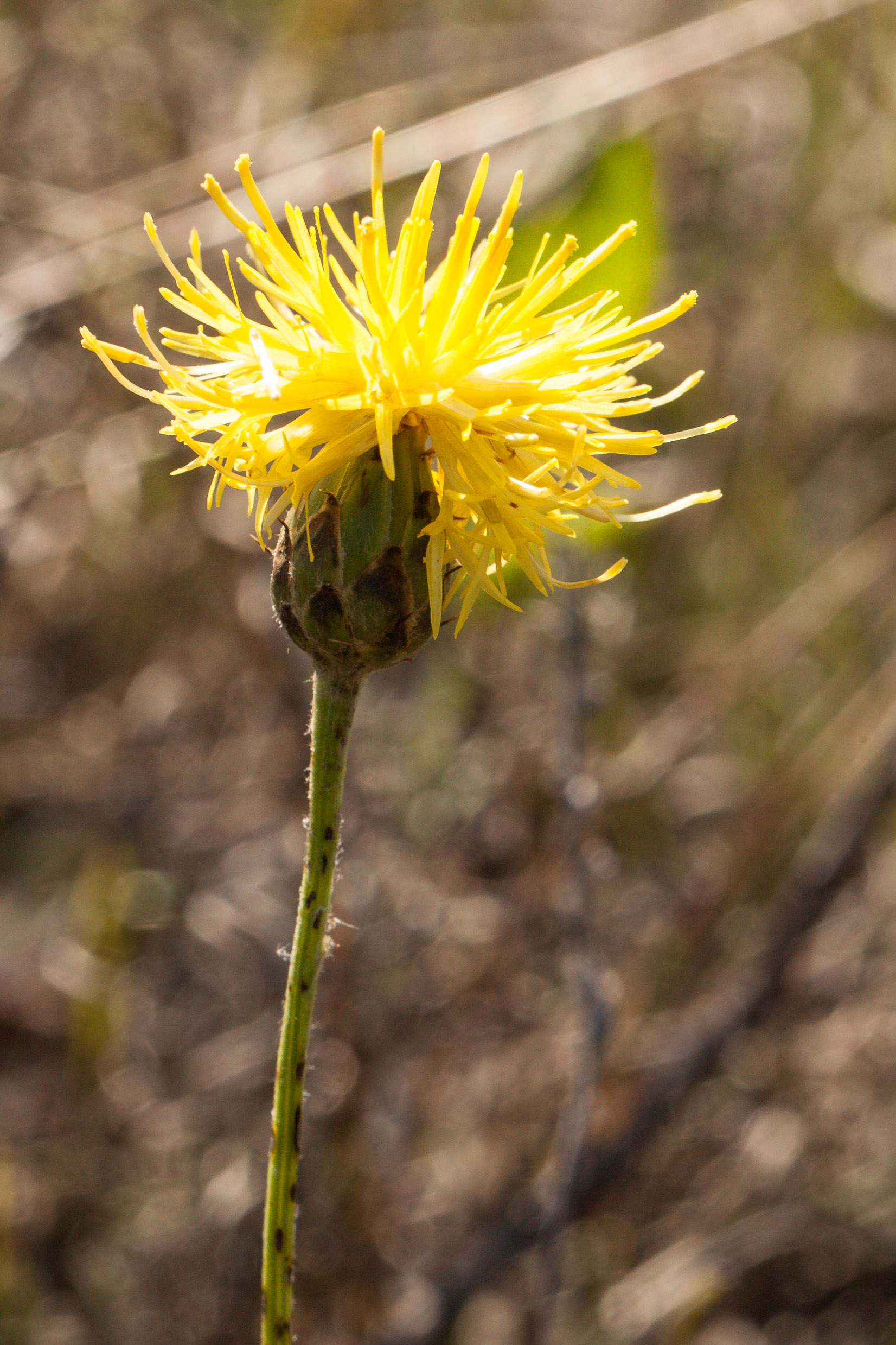 Centaurea rupestris.jpg