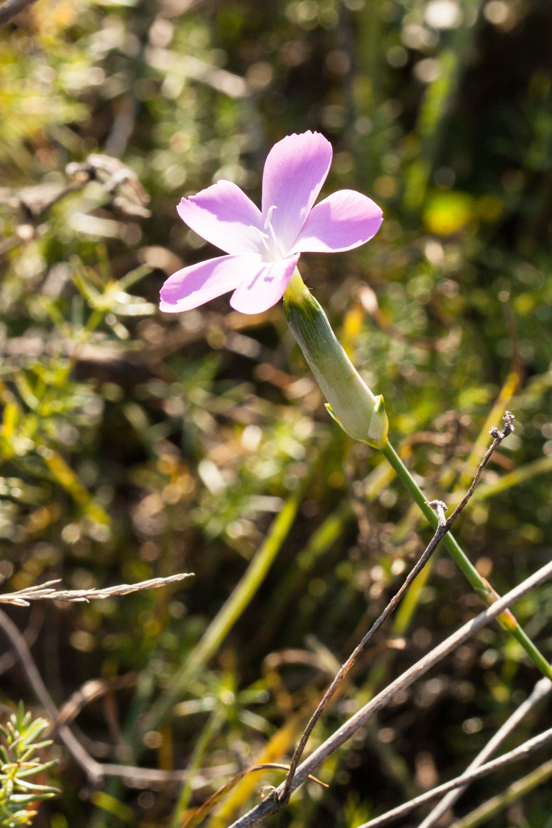 Dianthus sylvestris ssp. tergestinus.jpg