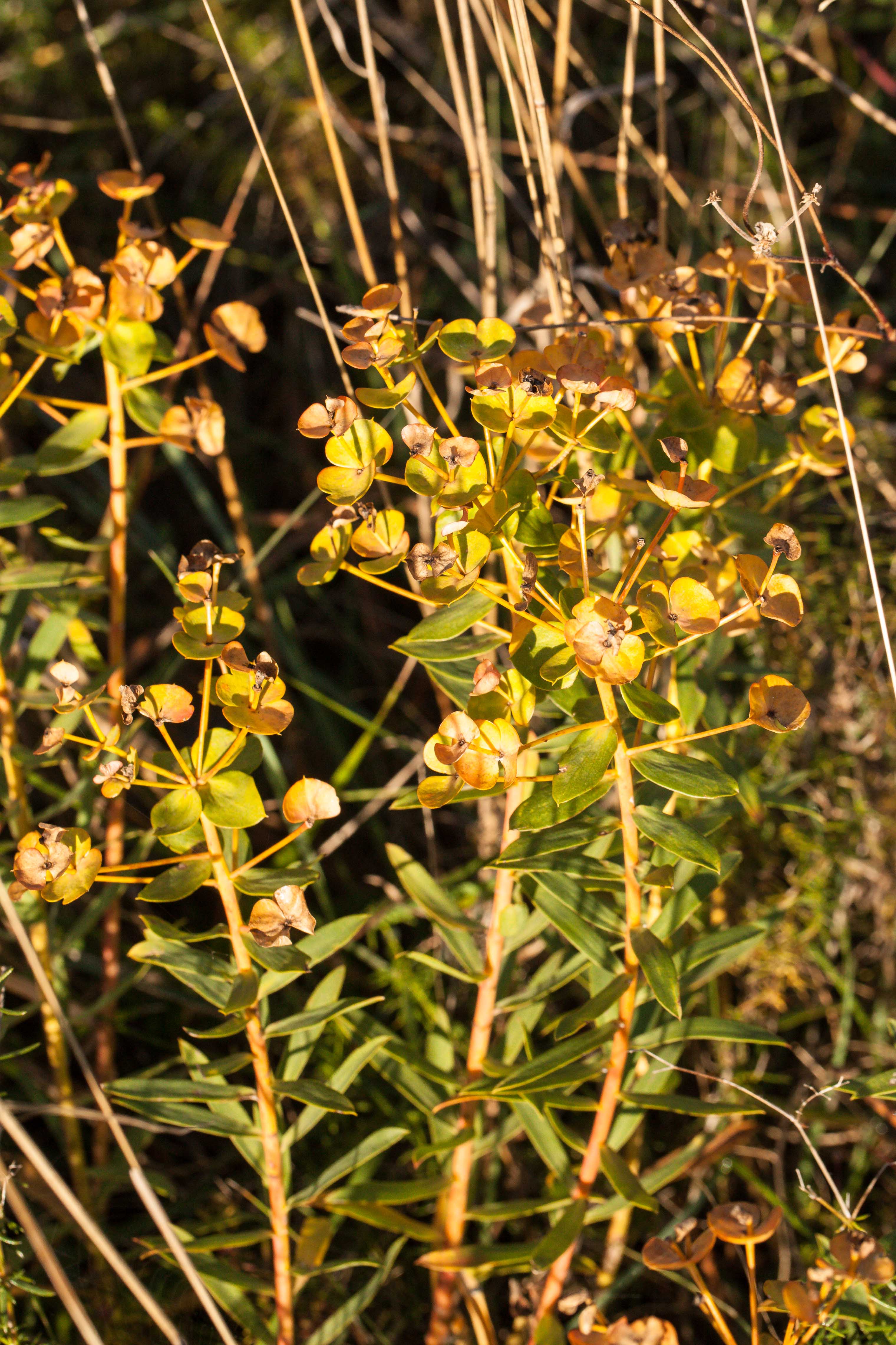 Euphorbia nicaeensis.jpg