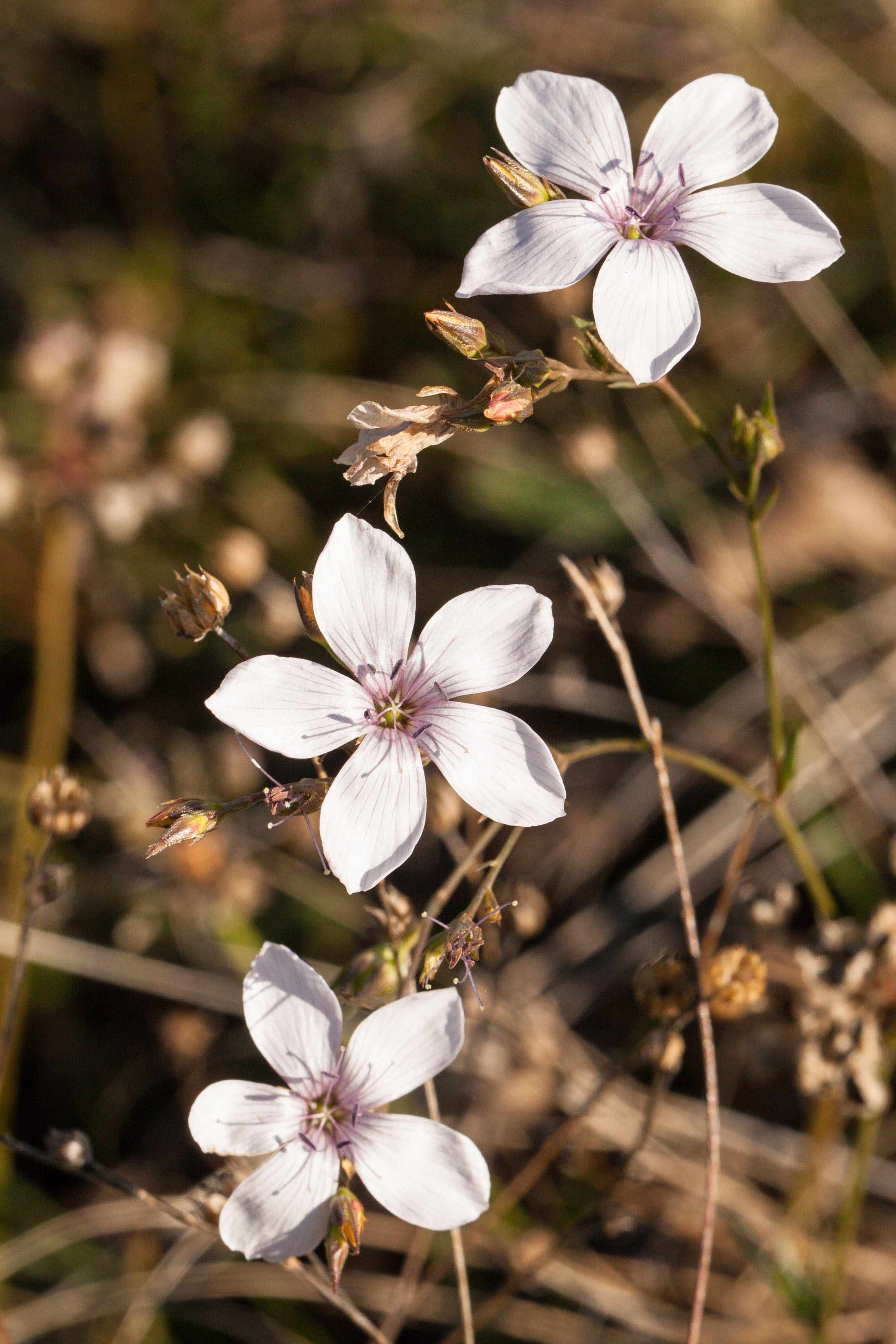 Linum tenuifolium.jpg