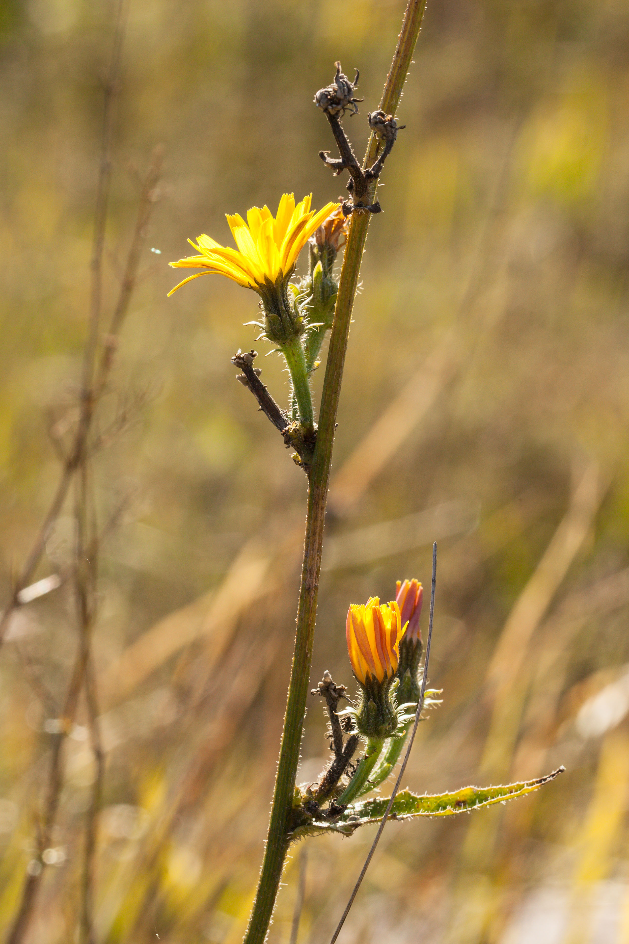 Picris hieracioides.jpg