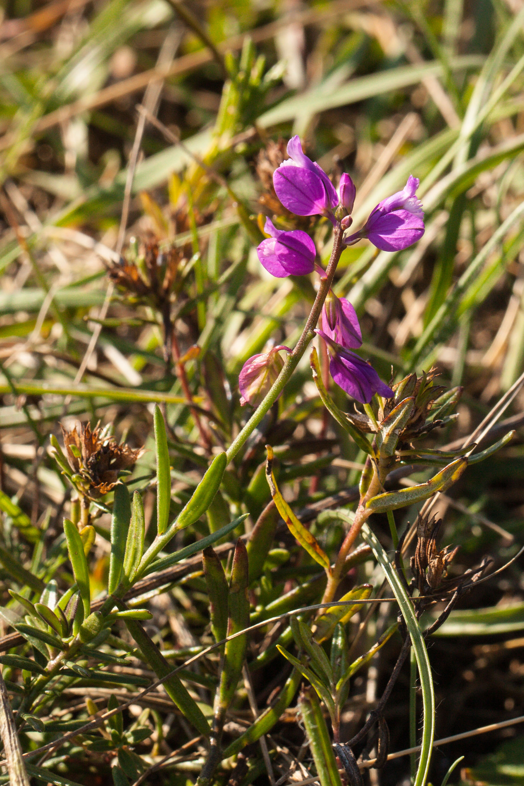 Polygala nicaeensis.jpg