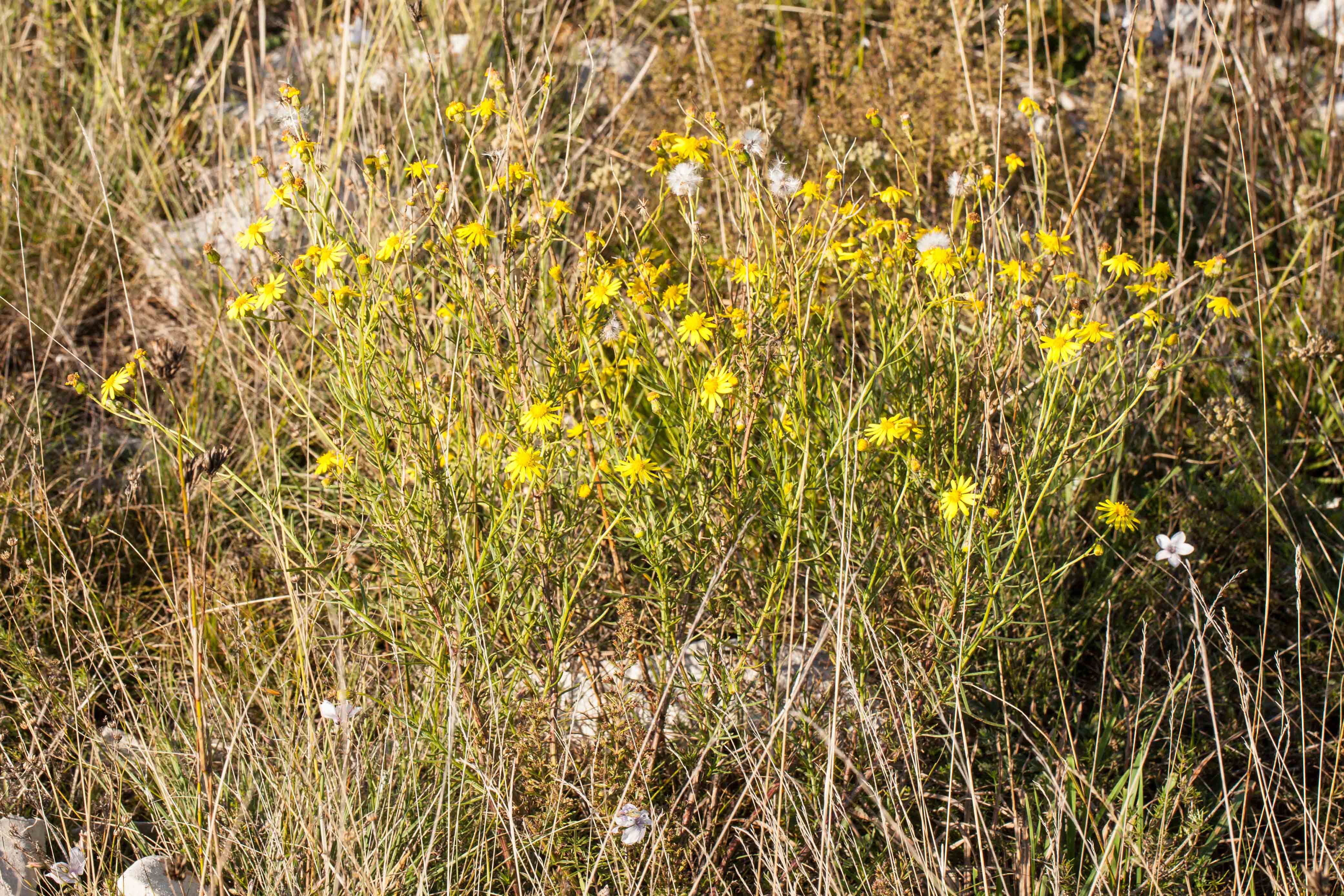 Senecio inaequidens.jpg