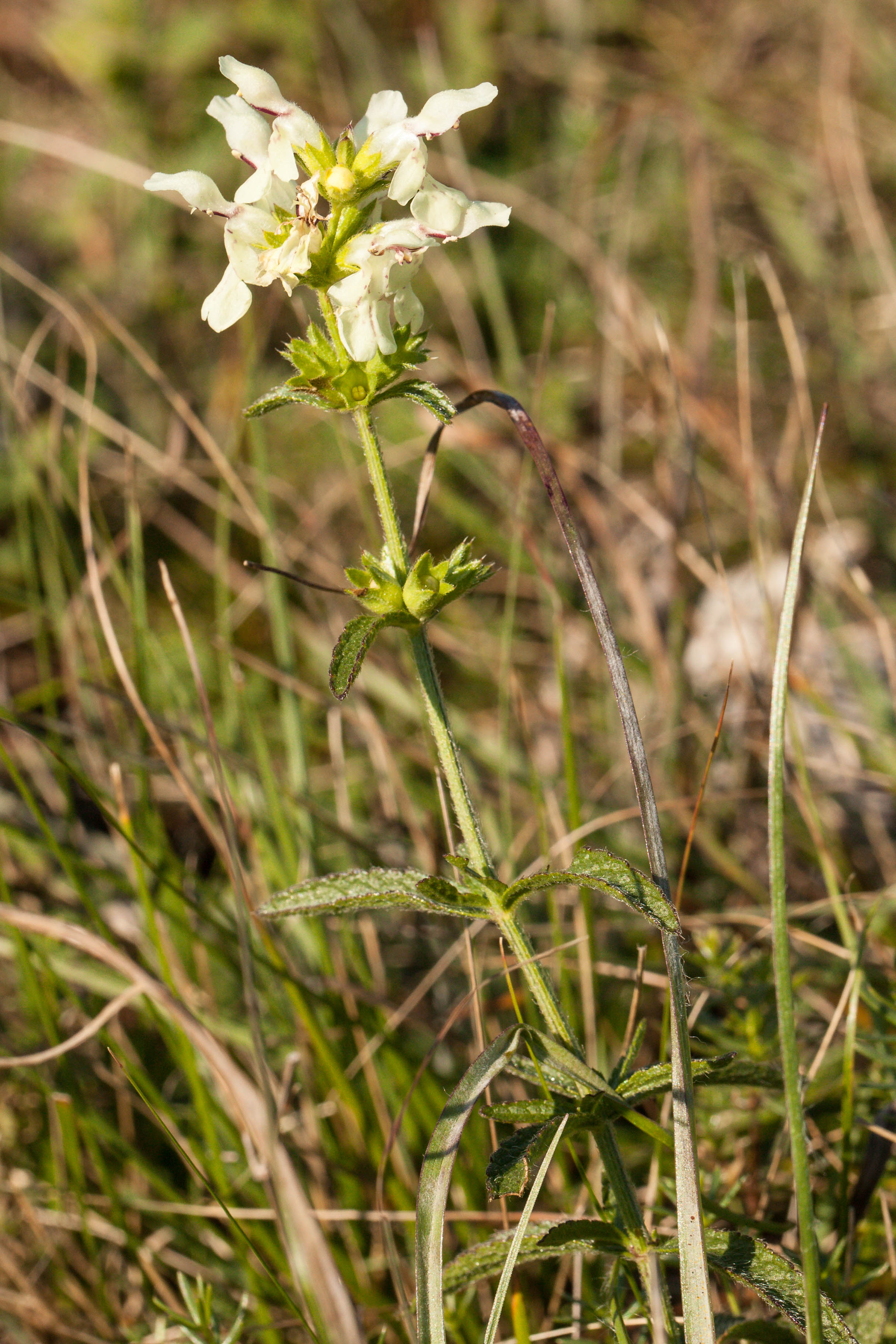 Stachys cf. subcrenata.jpg