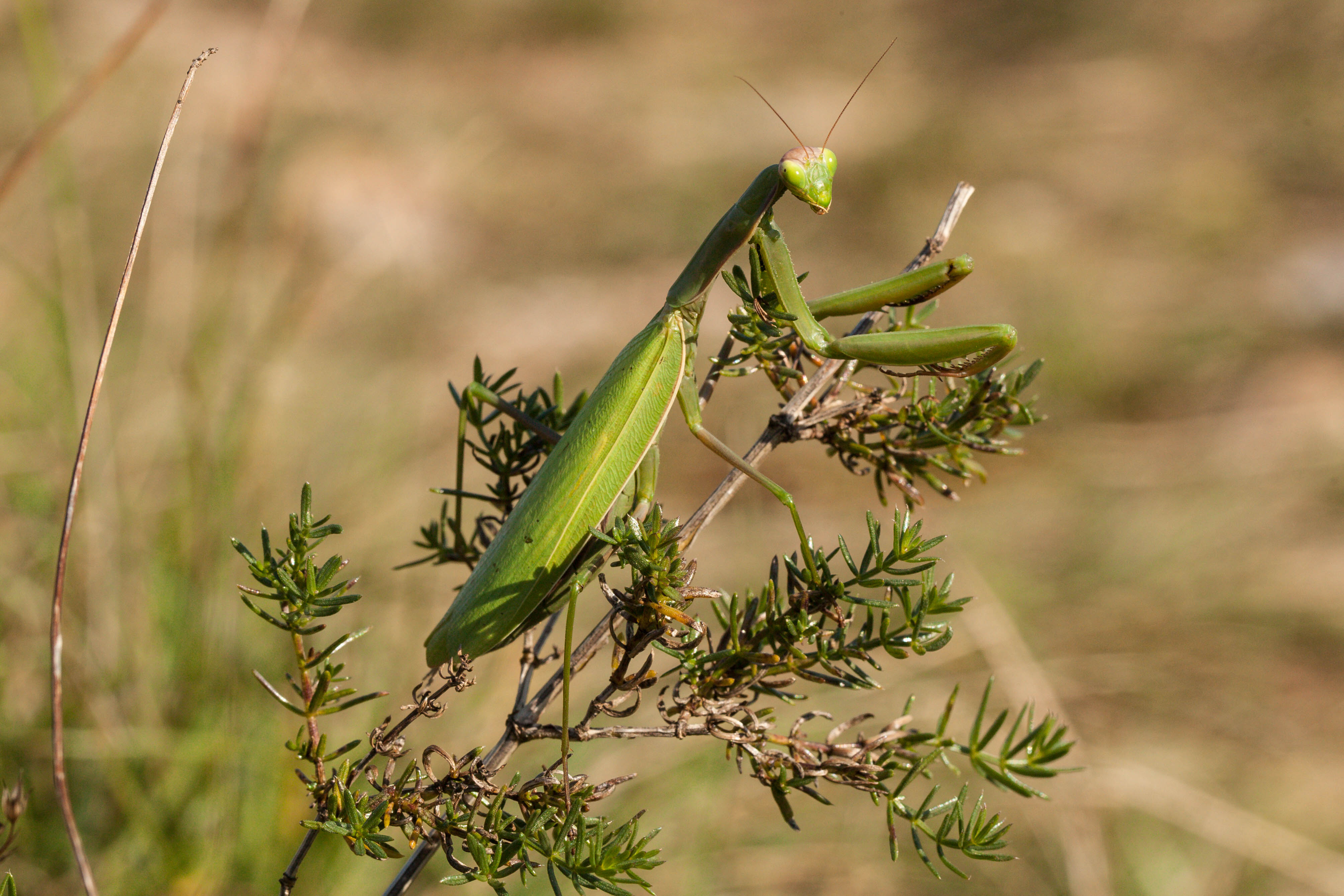 Mantis religiosa.jpg