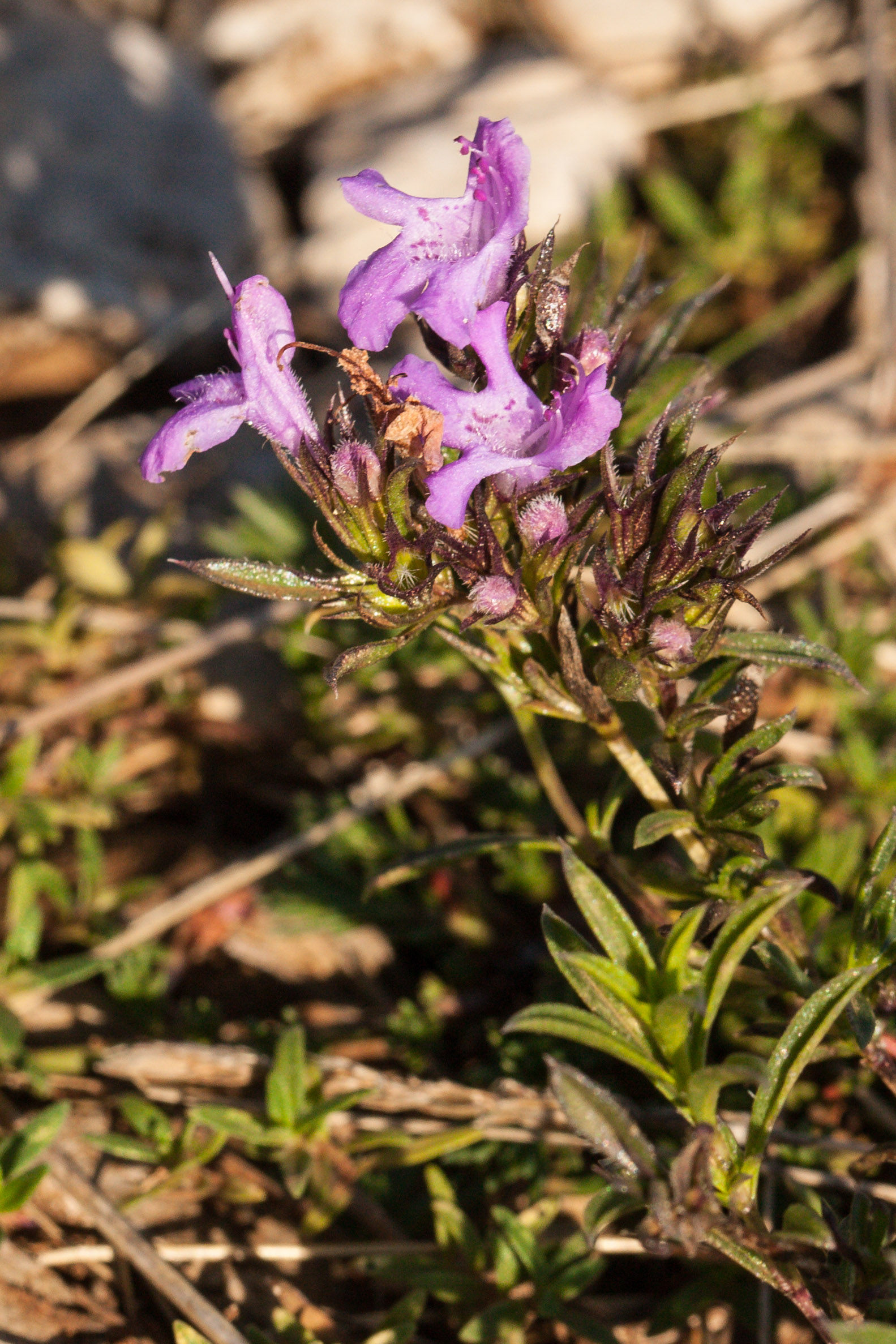 Satureja subspicata.jpg