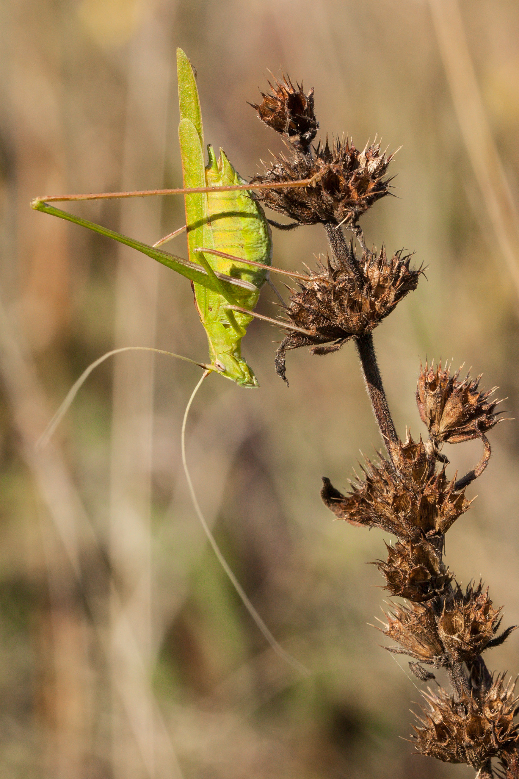 Tylopsis lilifolia.jpg