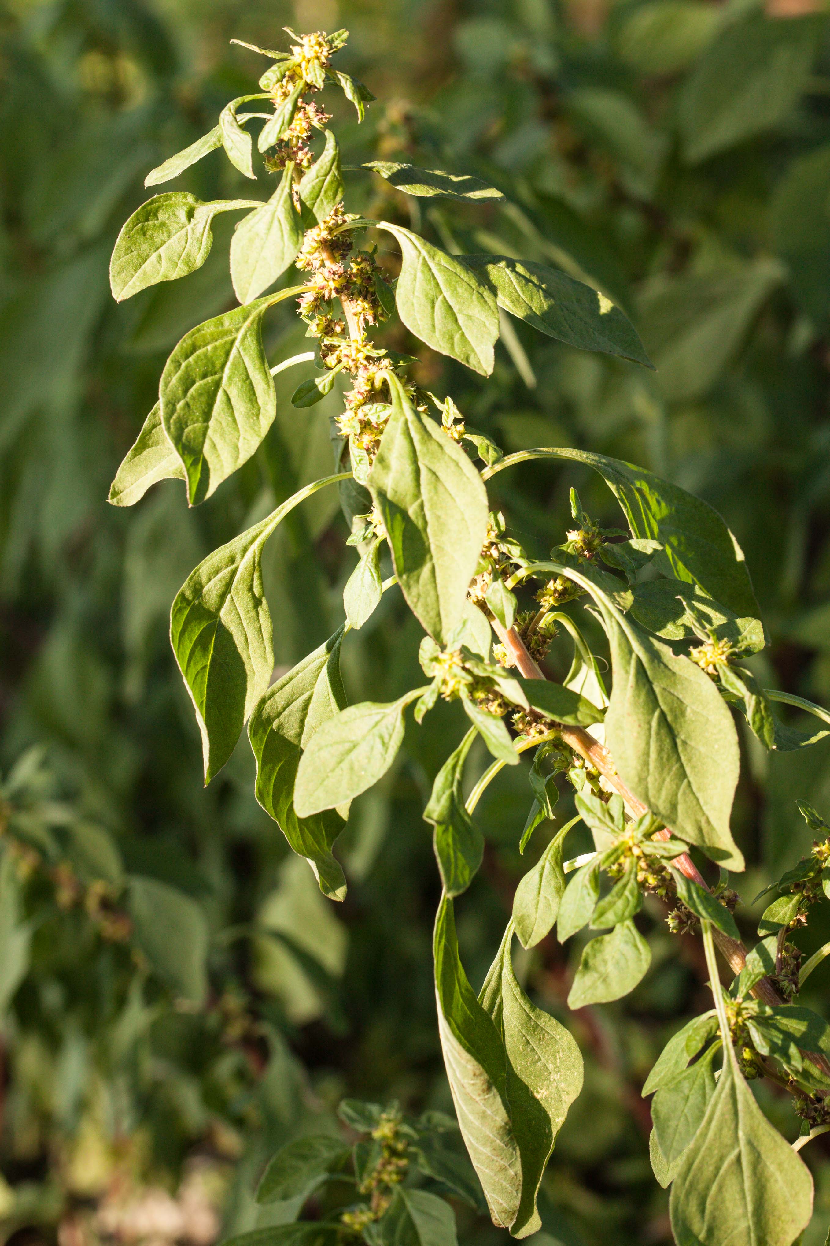 Amaranthus graecizans.jpg