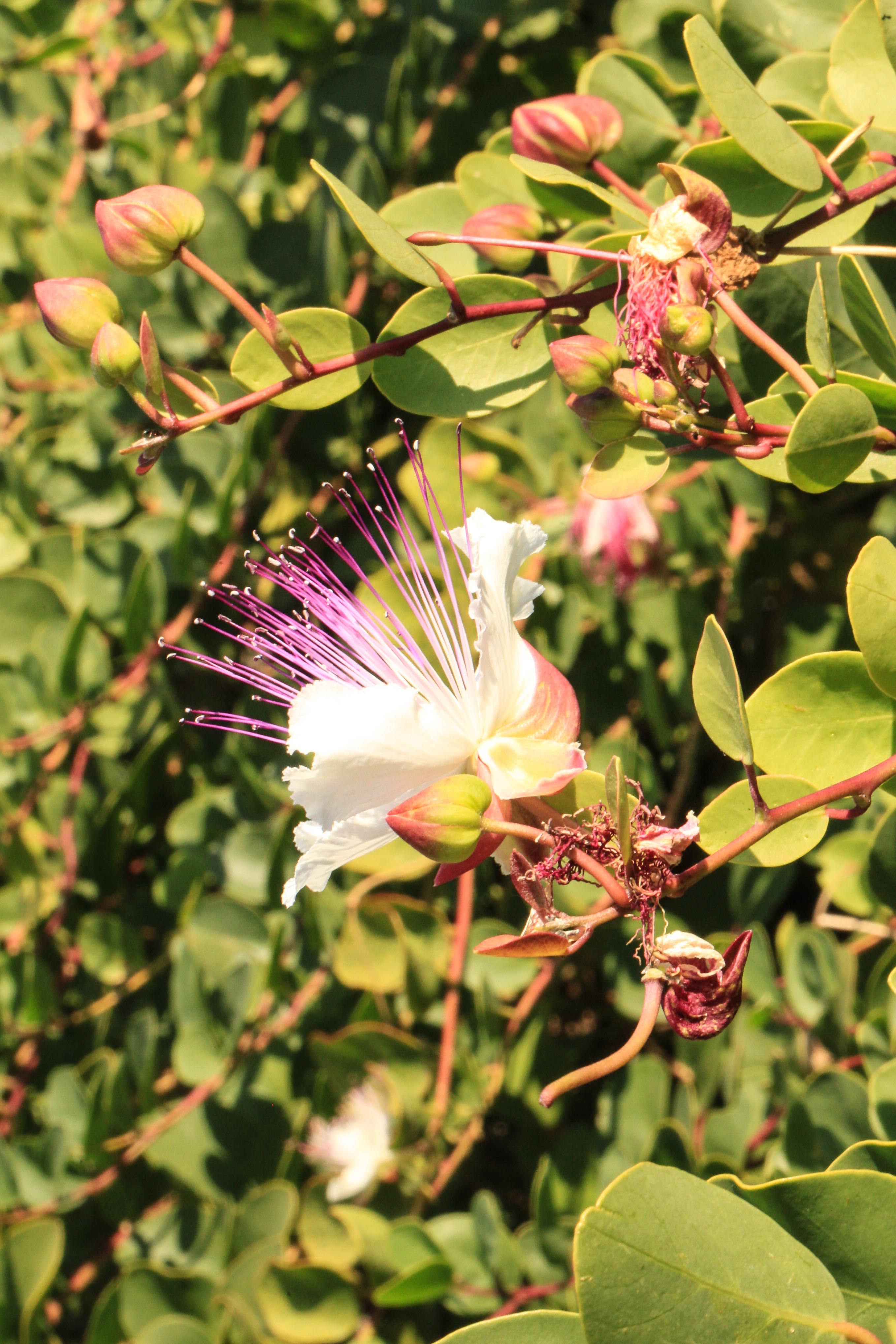 Capparis spinosa.jpg