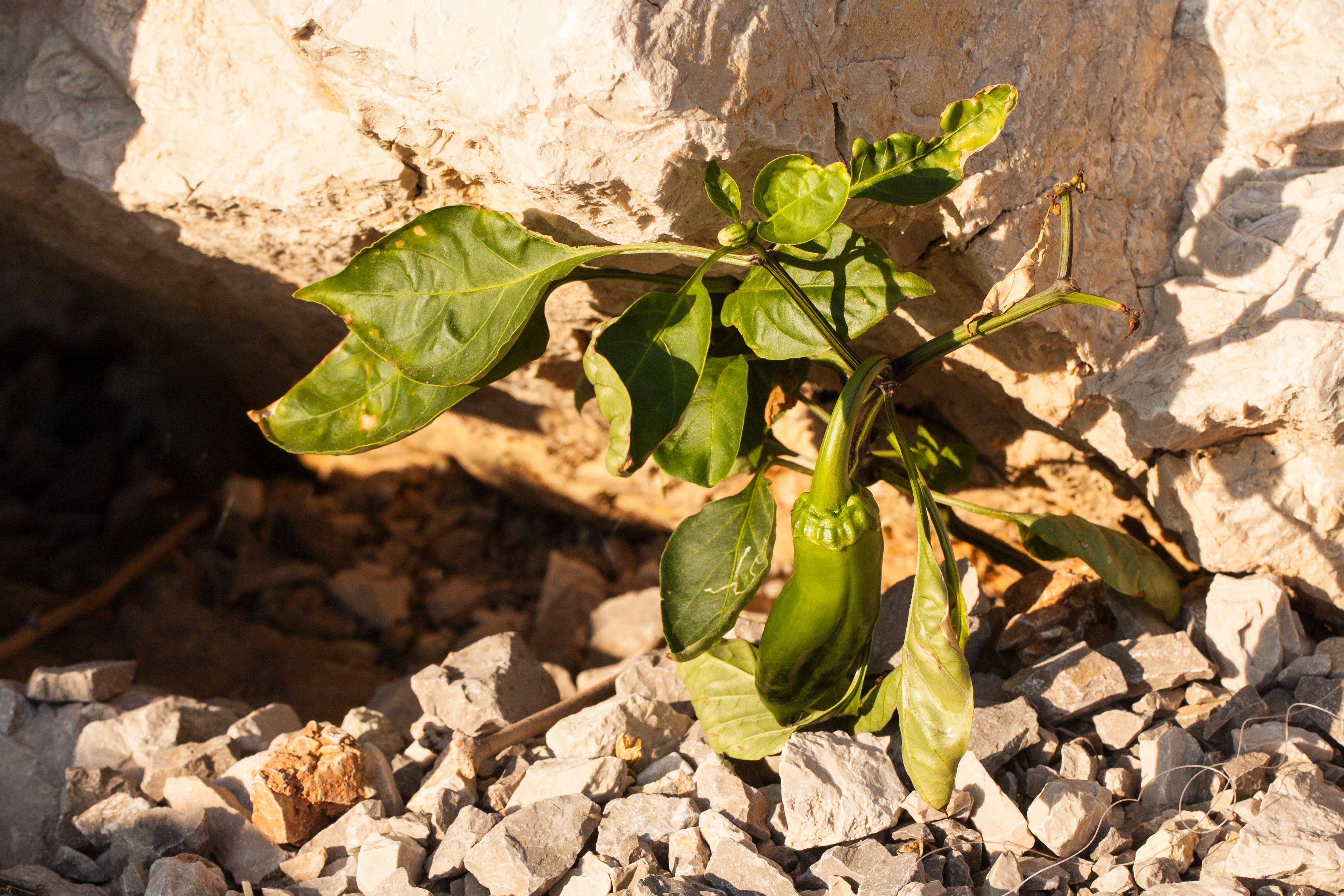 Capsicum annuum.jpg