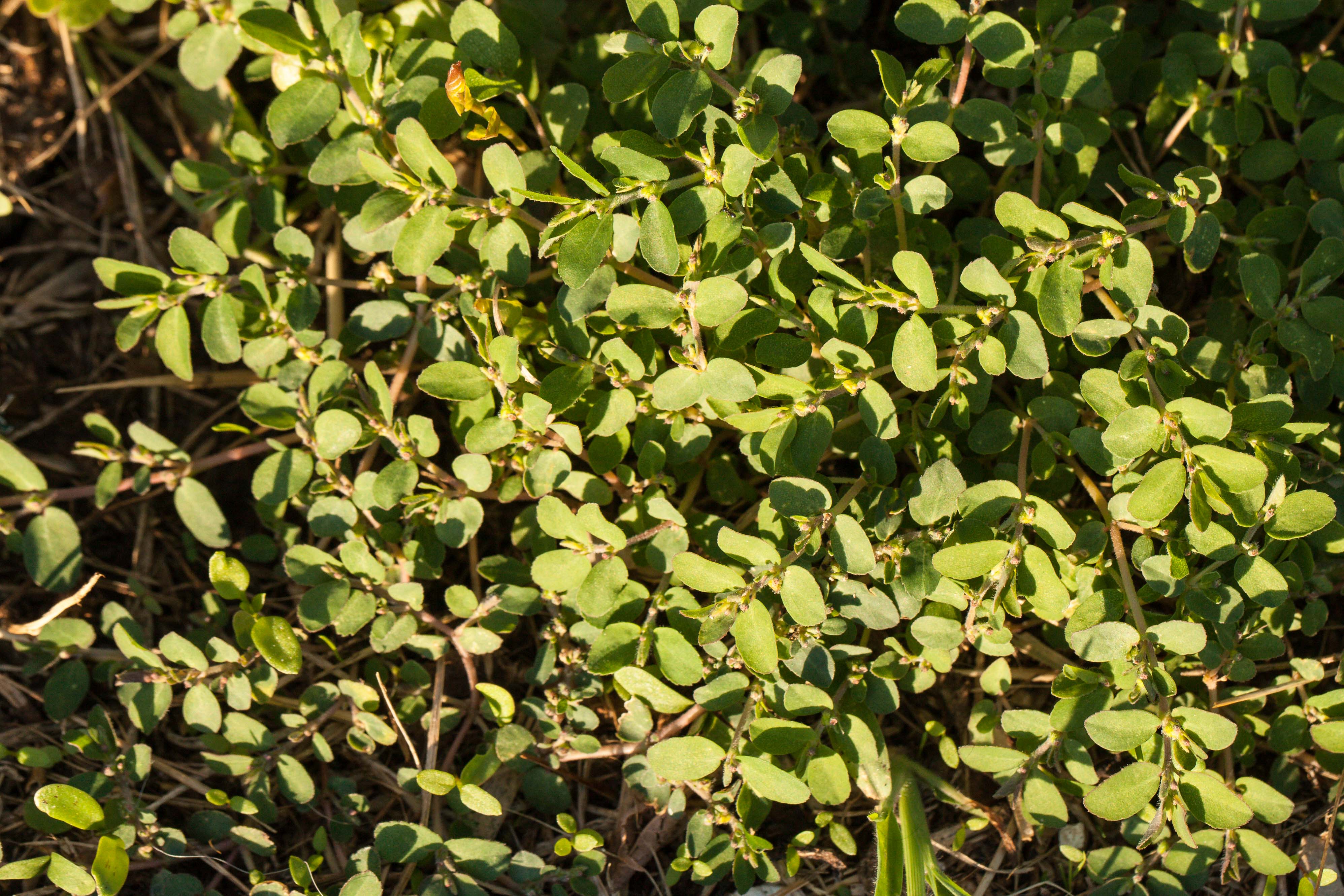 Euphorbia prostrata.jpg