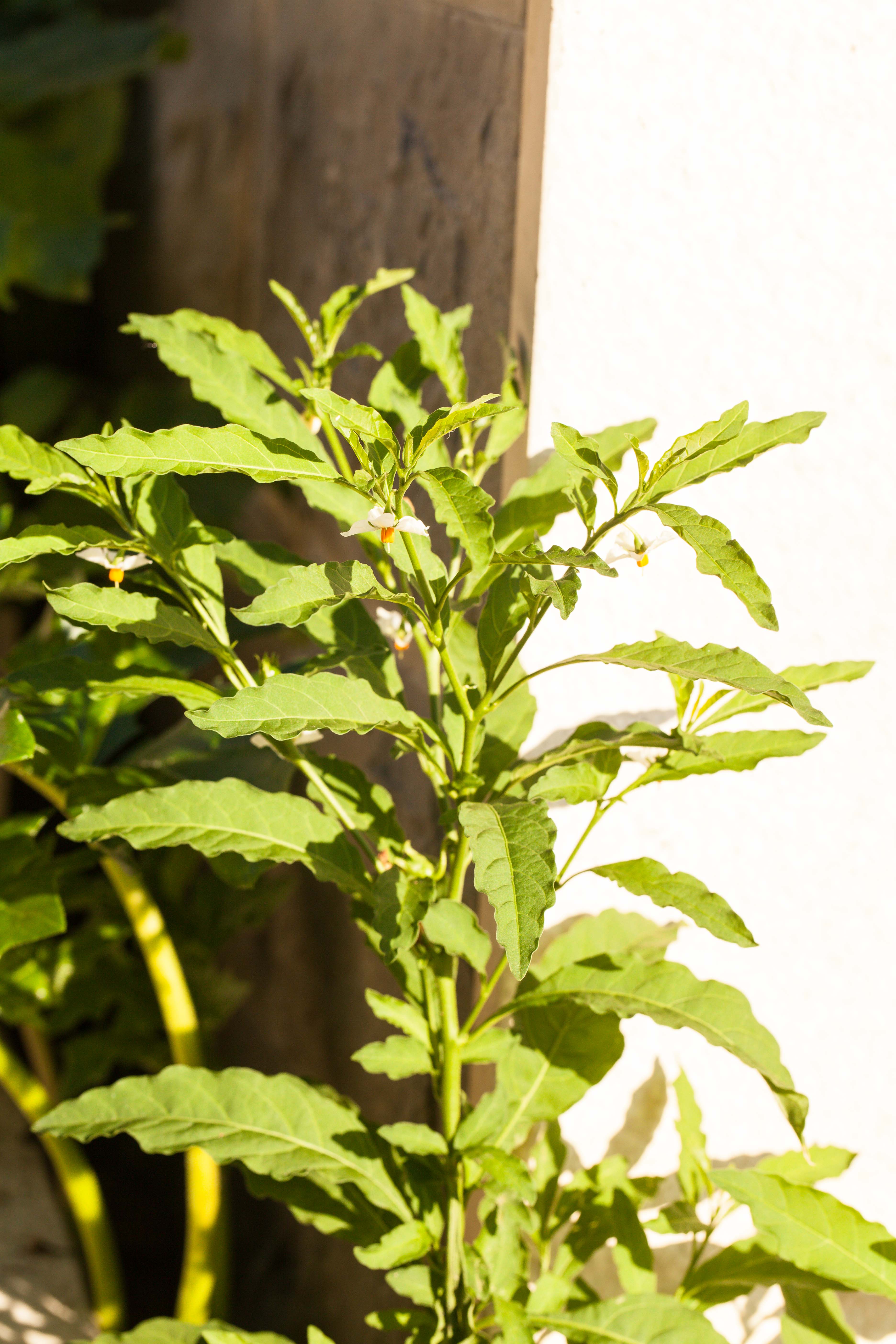 Solanum pseudocapsicum.jpg