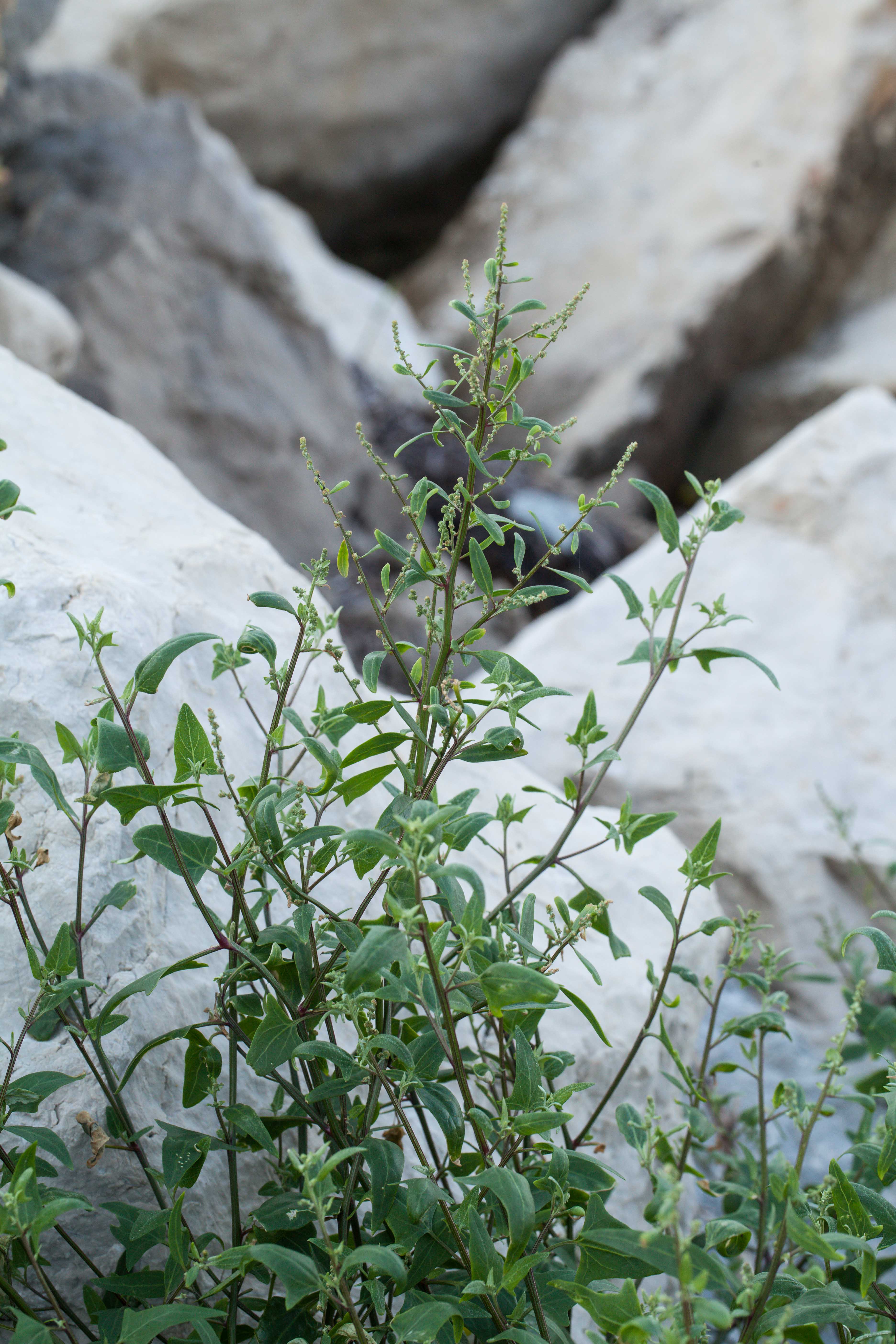 Atriplex cf. prostrata.jpg