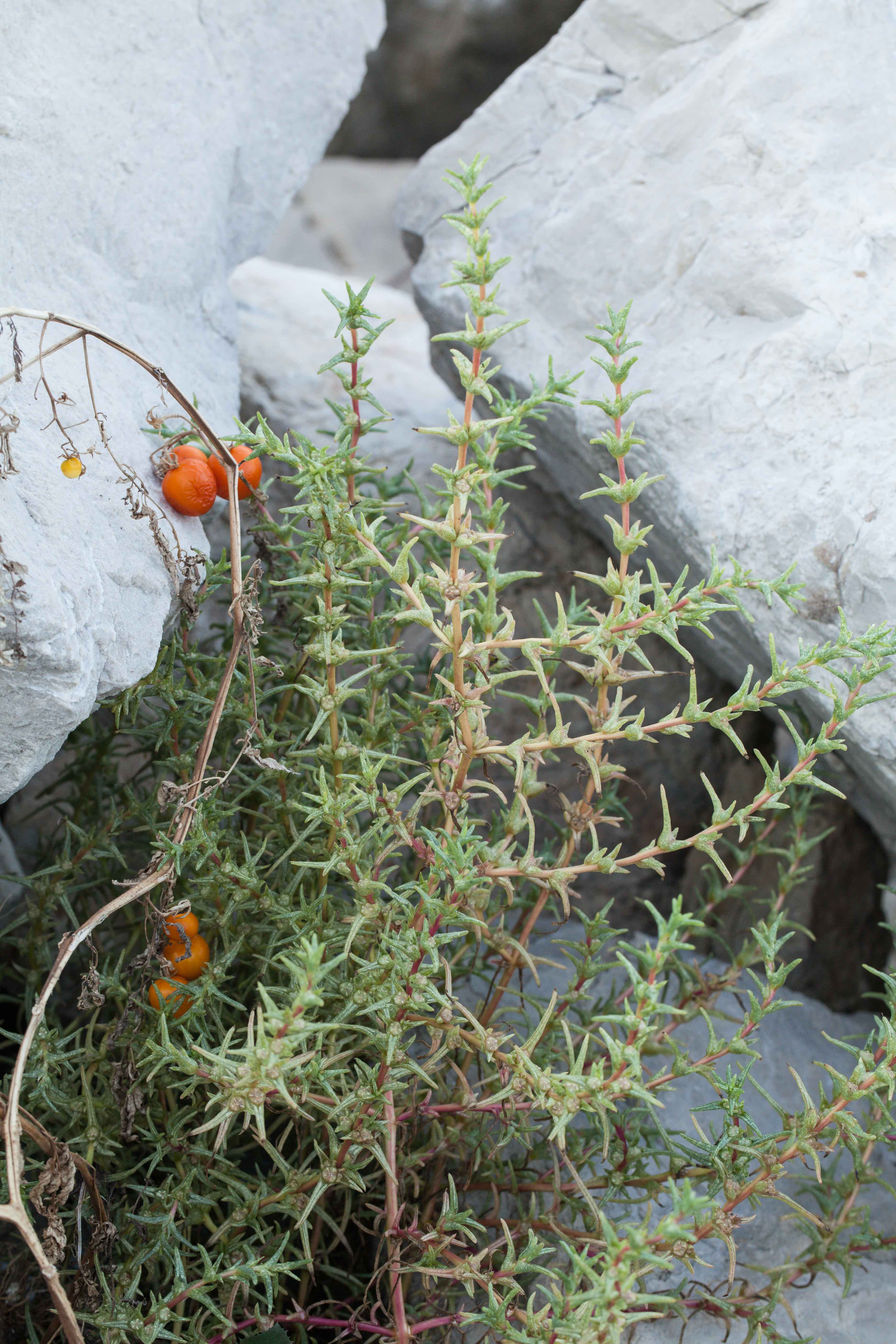 Salsola soda.jpg