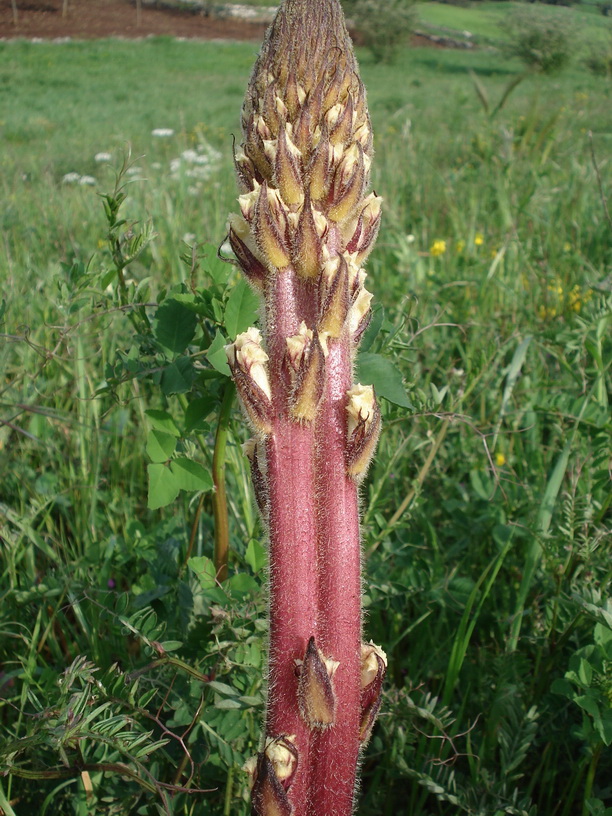 Orobanche.crenata-verbändert.Apulien.Martinafranca..20.Apr.10..jpg