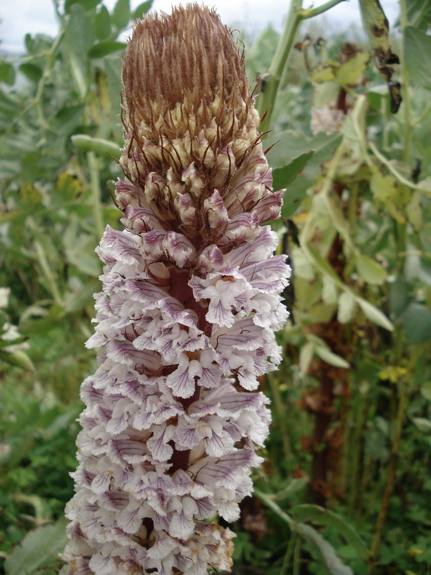 Orobanche.crenata.verbändert.Sizilien.5.jpg