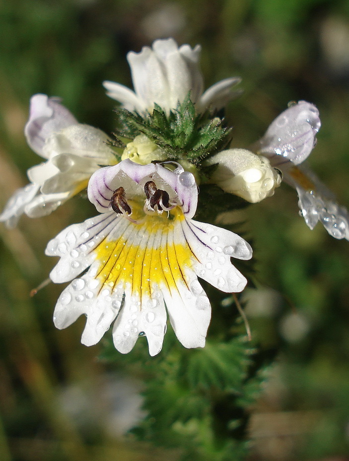 Euphrasia.officinalis.verbändert.K-Reißeck.Gösskar.JPG