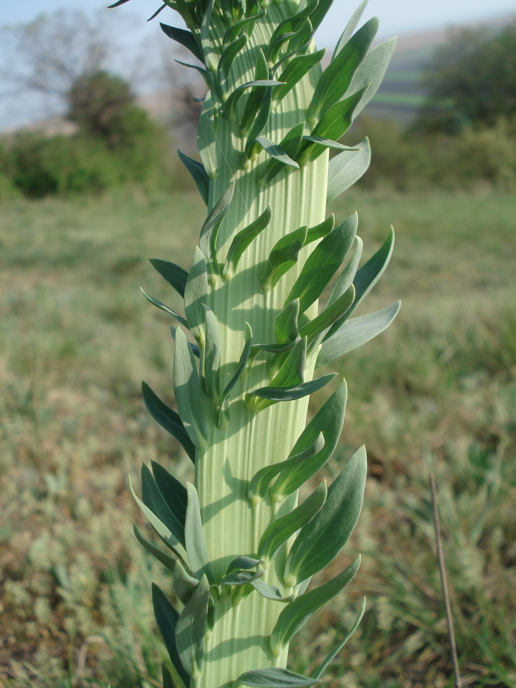 Linaria.genistifolia-Verbänderung.B-Hackelsberg .7.Apr.14.JPG