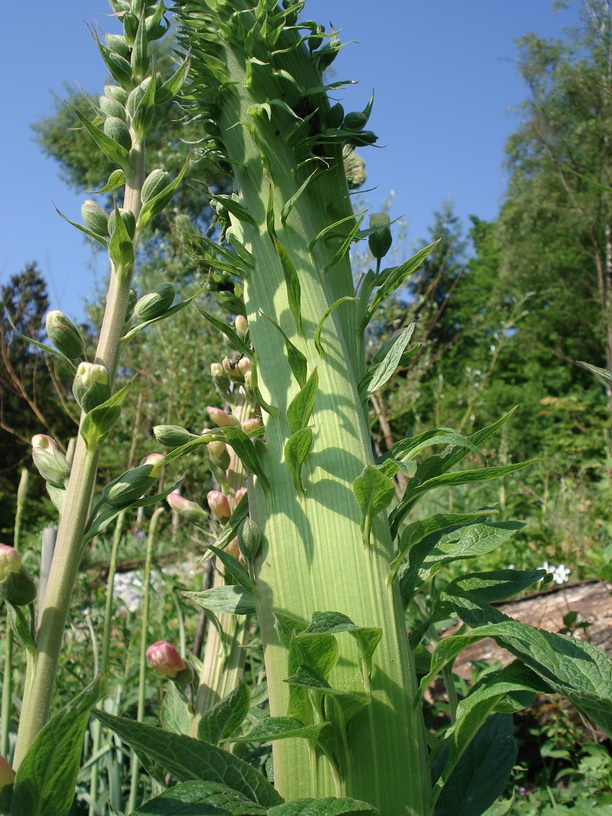 Digitalis.purpurea.Verbänderung.jpg