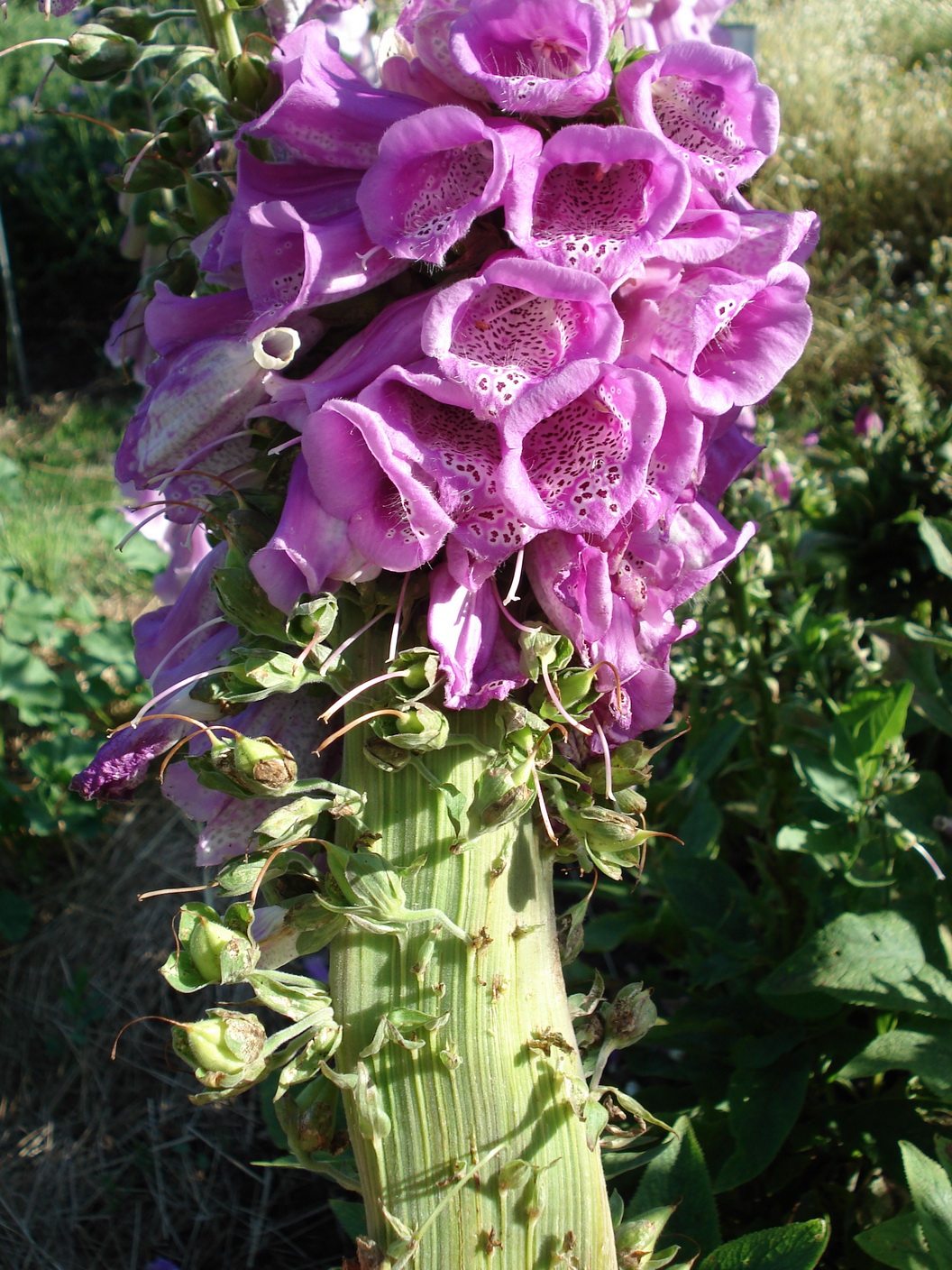 Digitalis.purpurea.Verbänderung.Wies.JPG