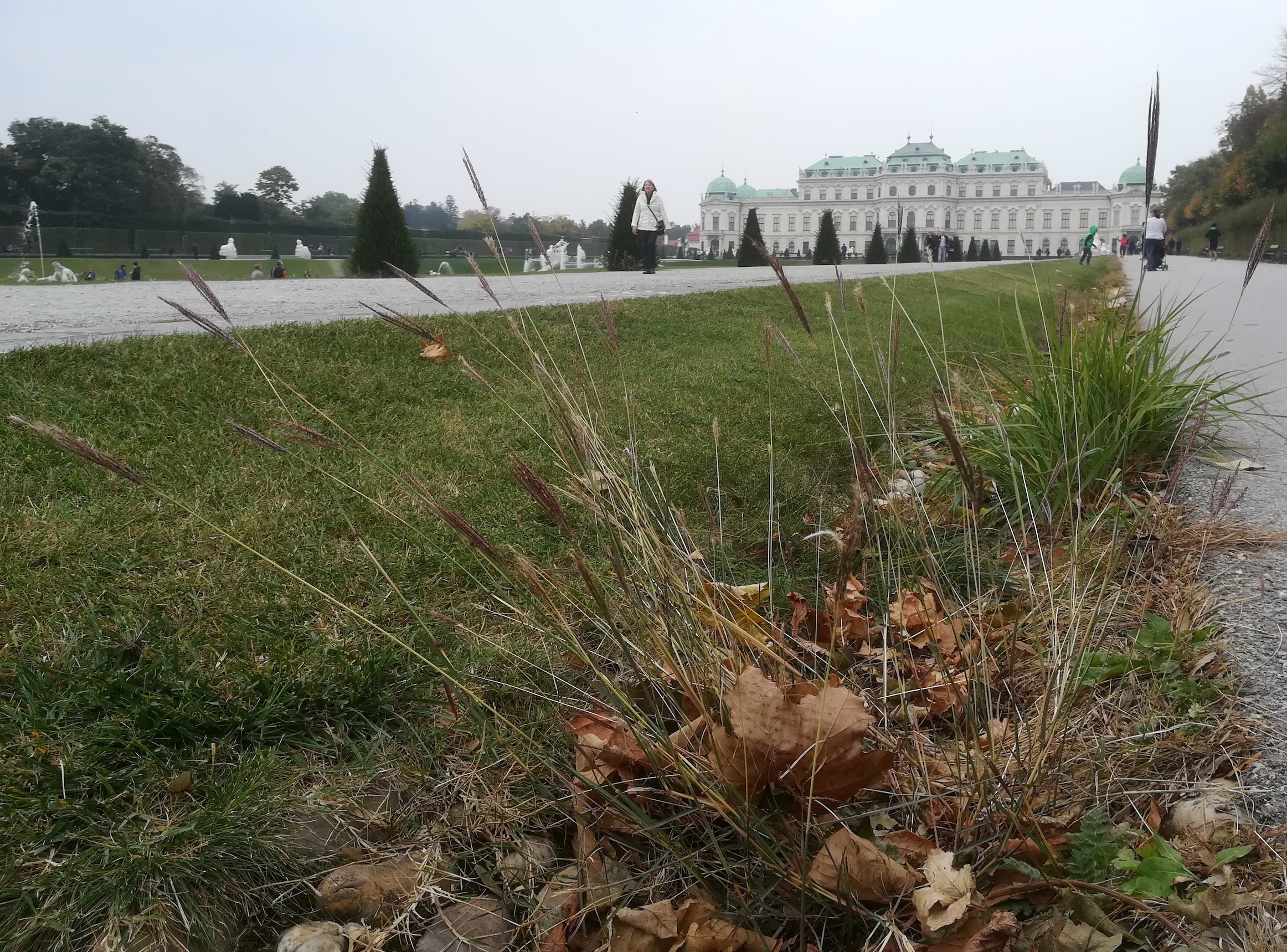 bothriochloa ischaemum schloss belvedere_20181020_153802.jpg