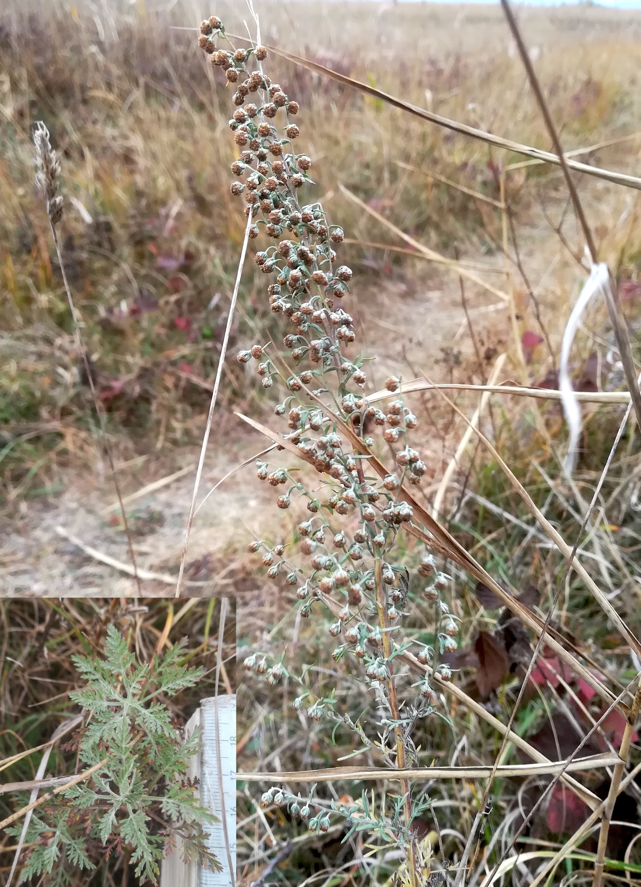 artemisia santonicum var. salina legerilacke seewinkel_20181021_130522.jpg