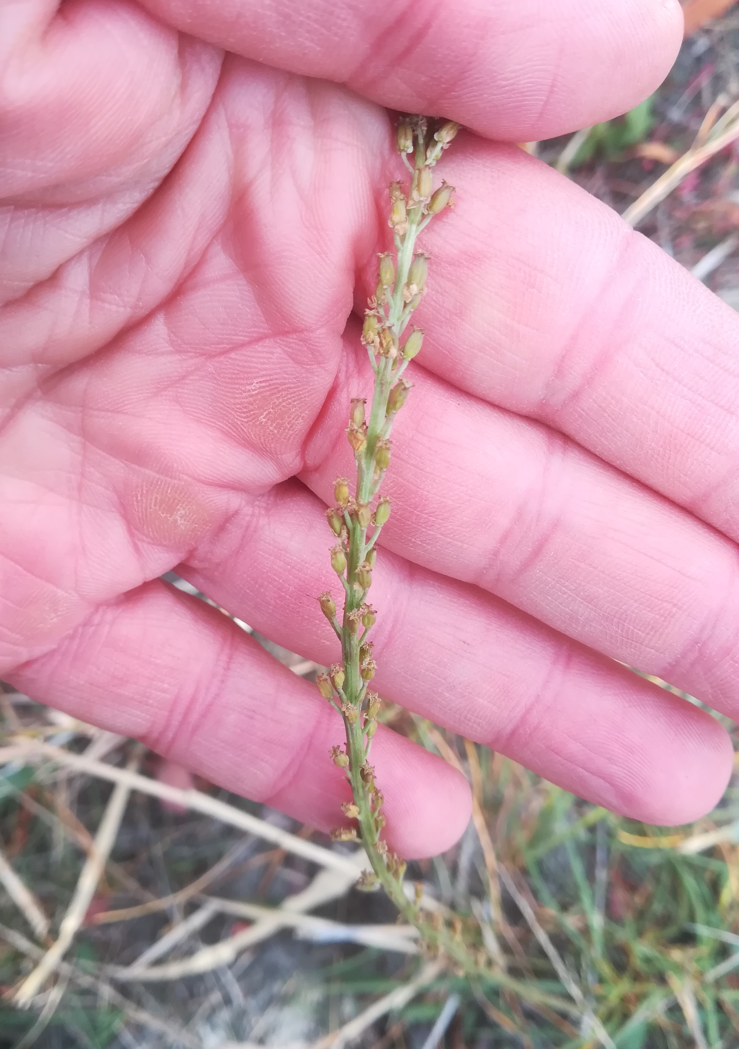 triglochin maritimum legerilacke seewinkel_20181021_120639.jpg