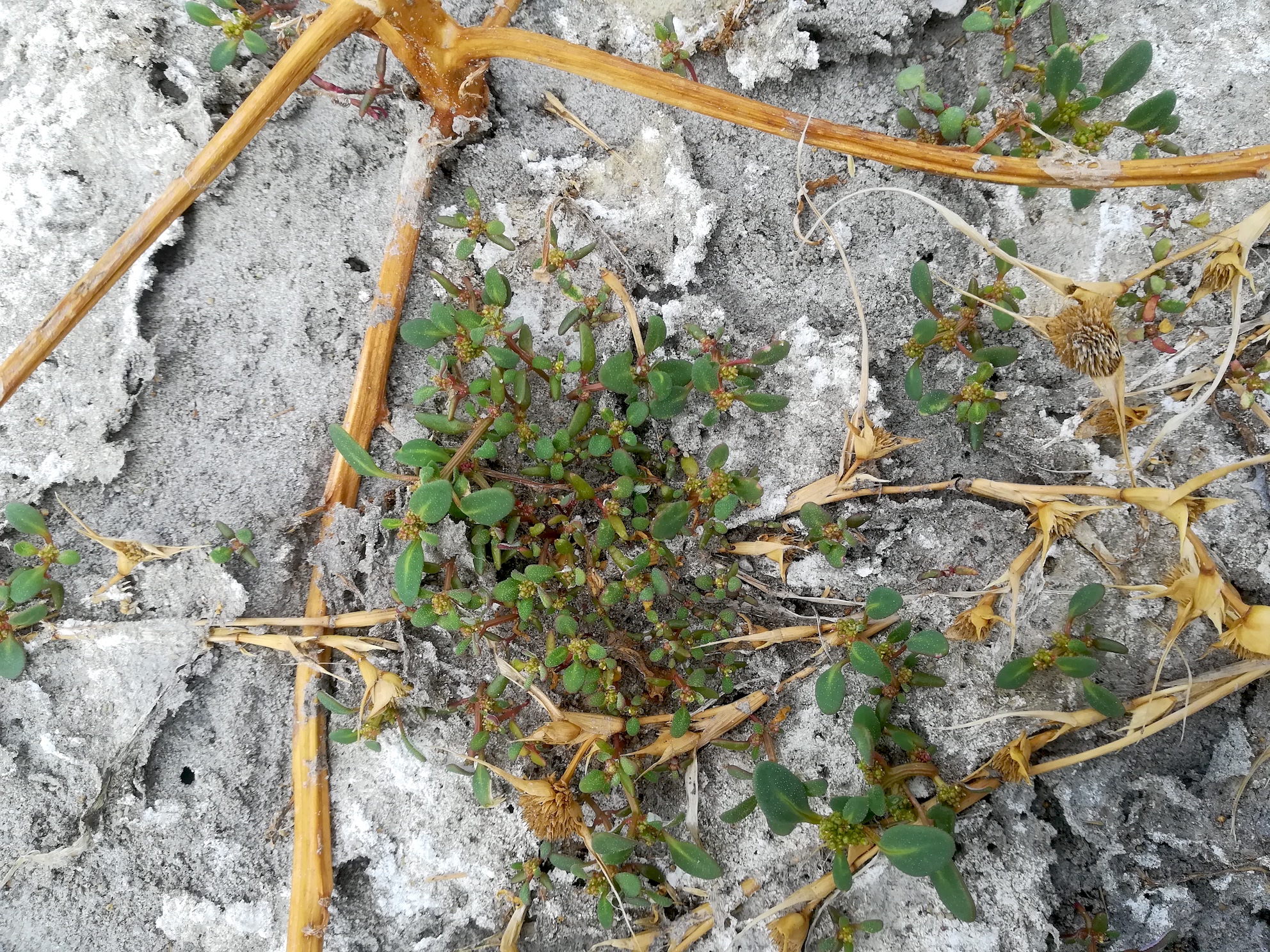 chenopodium glaucum legerilacke seewinkel_20181021_113149.jpg