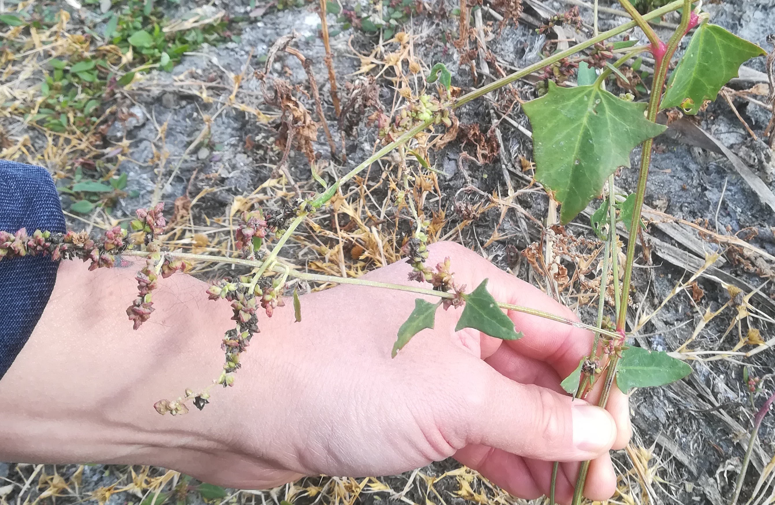 atriplex prostrata s. lat. legerilacke seewinkel_20181021_111405.jpg