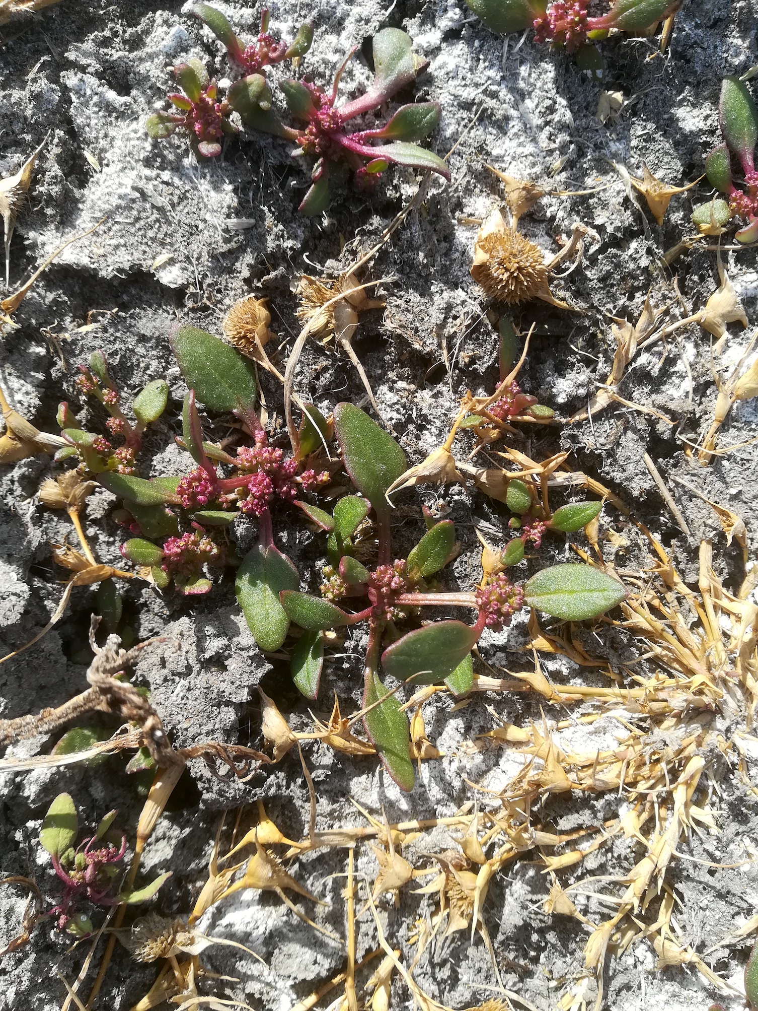 chenopodium chenopodioides legerilacke seewinkel_20181021_111113.jpg