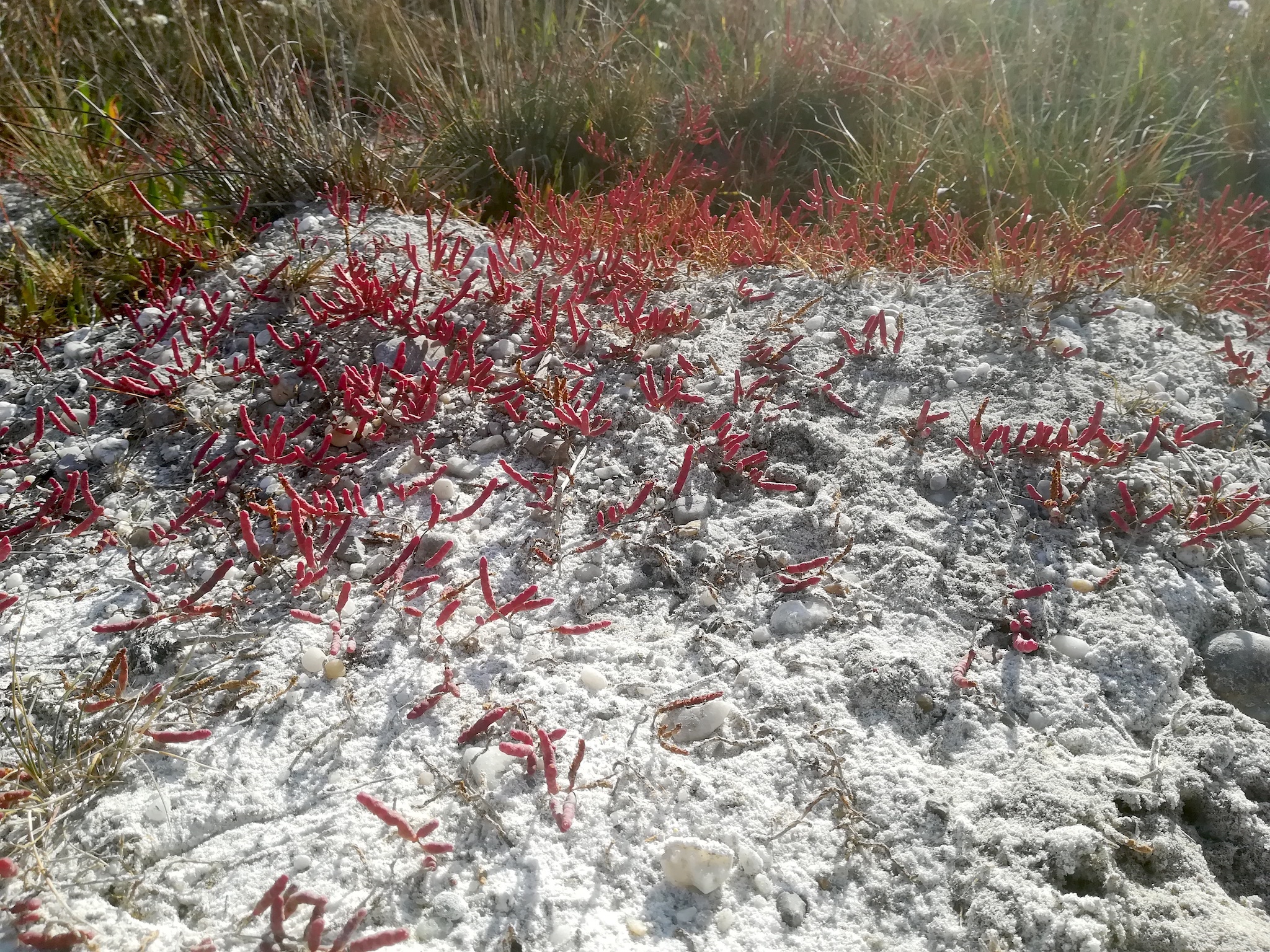 salicornia prostrata legerilacke seewinkel_20181021_110634.jpg