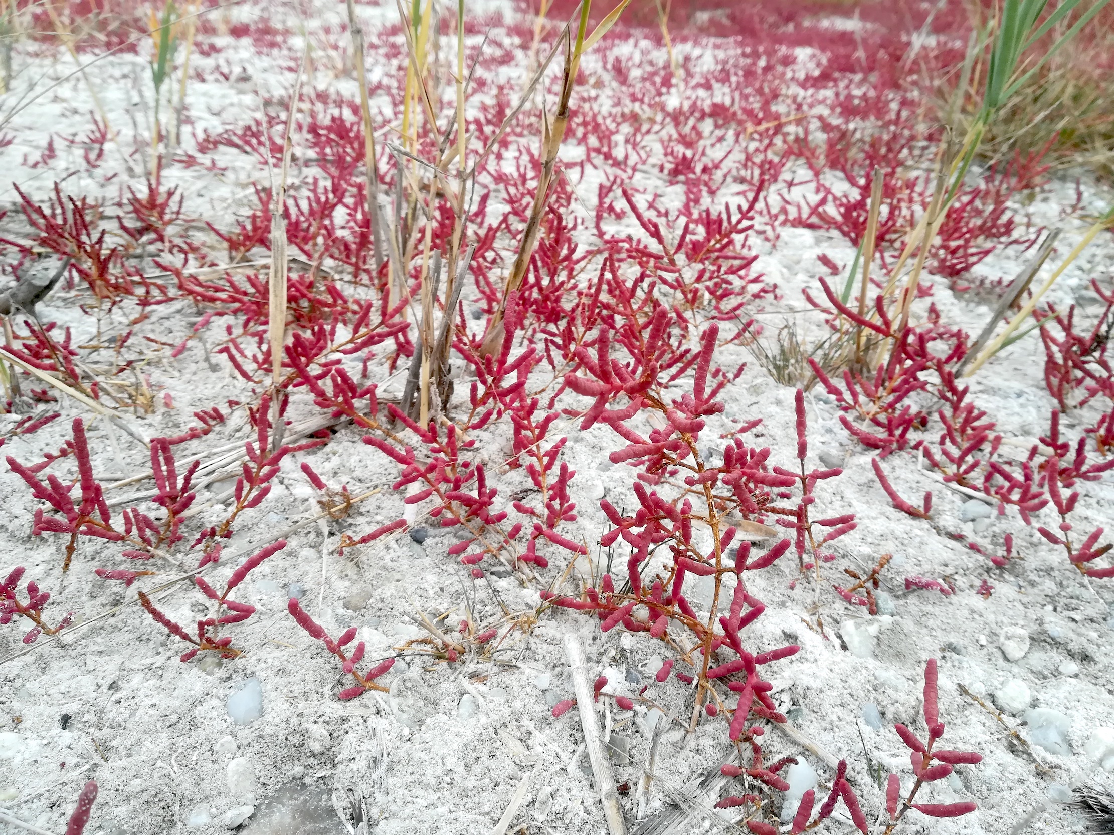 salicornia prostrata legerilacke seewinkel_20181021_102217.jpg