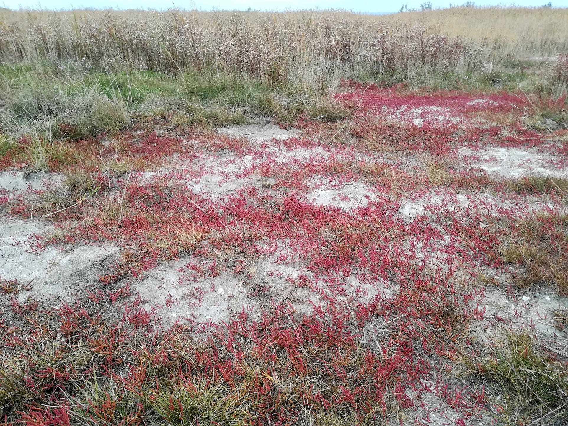 salicornia prostrata legerilacke seewinkel_20181021_102134.jpg