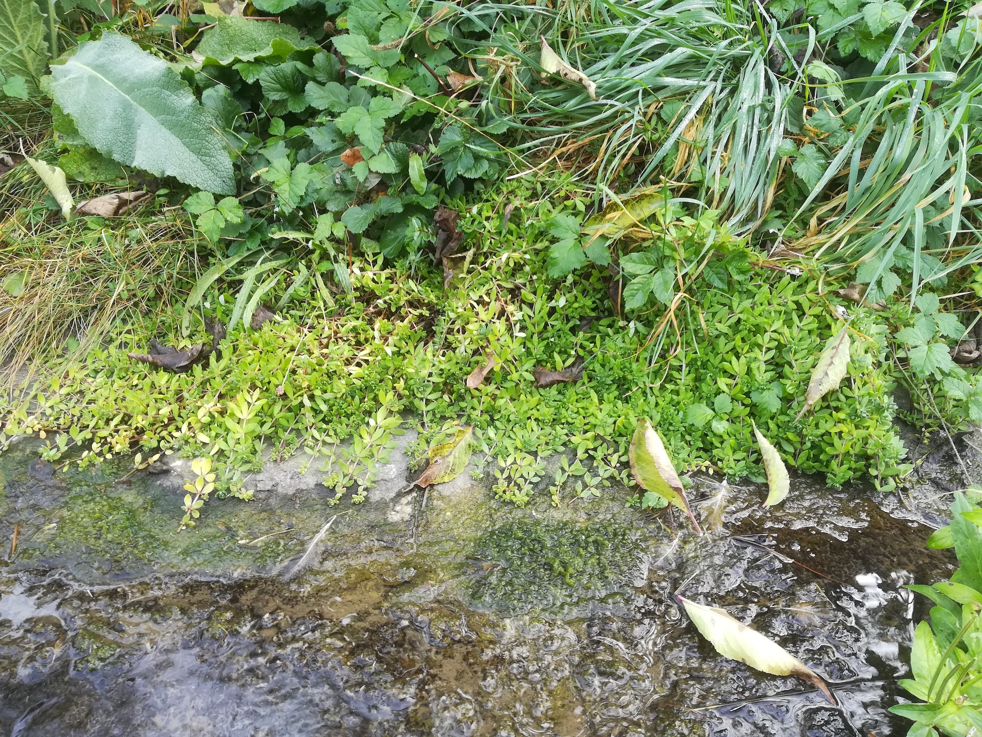 montia fontana agg. bach regelsbrunn_20181019_113601.jpg