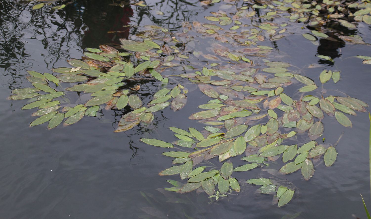 Potamogeton nodosus Golser Kanal_20181021_10.jpg