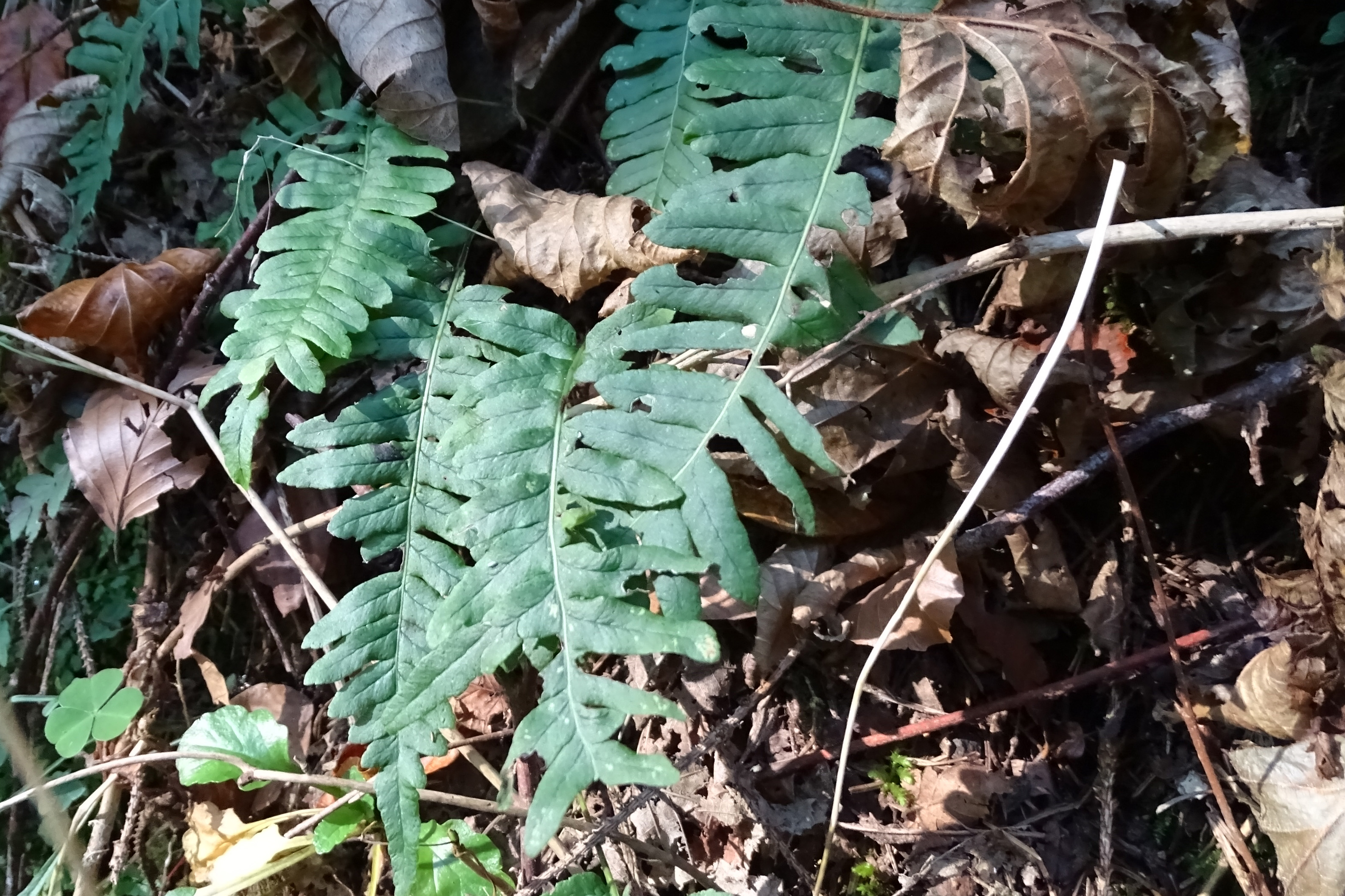 Polypodium_laufntzgraben.jpg