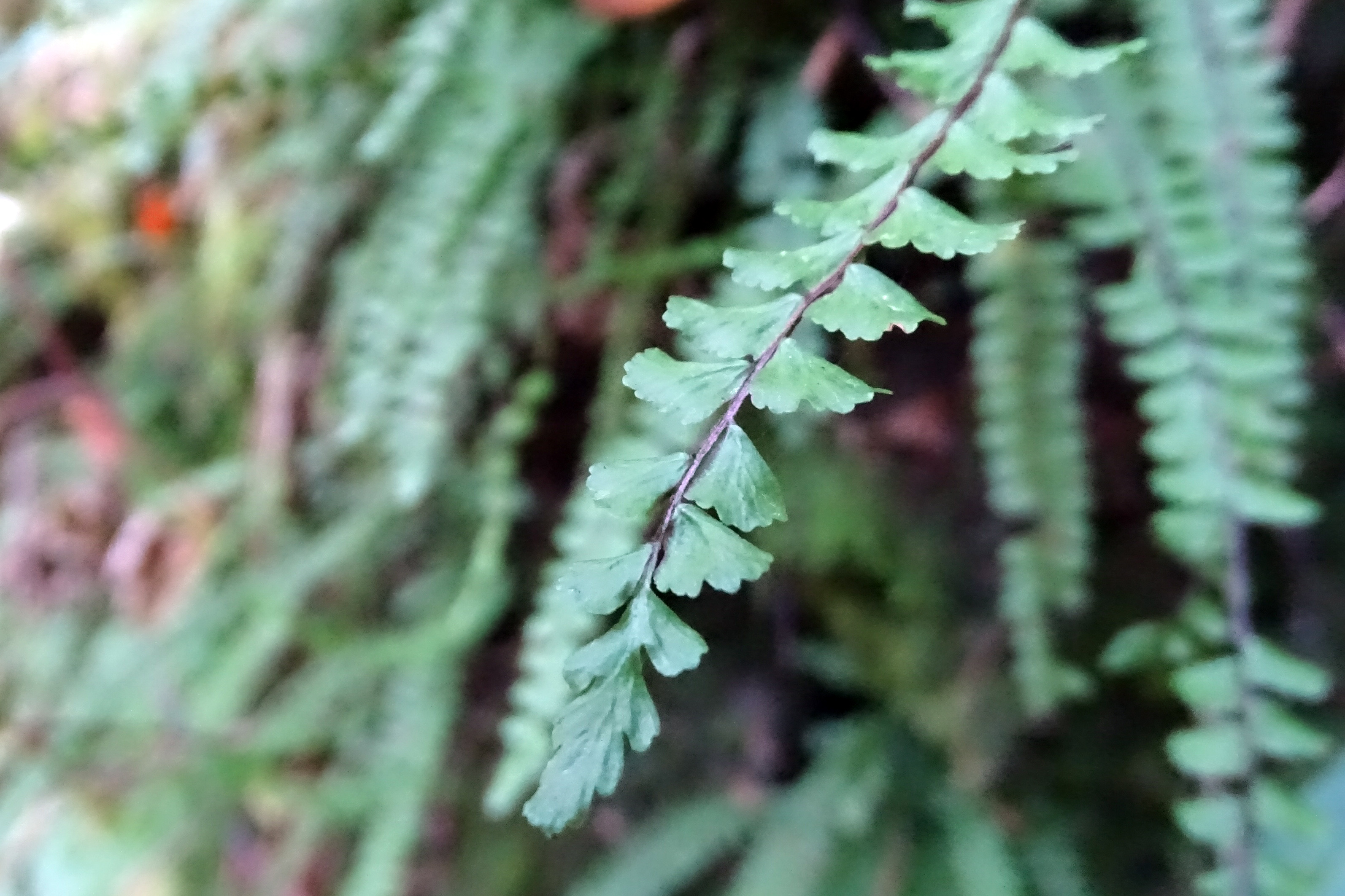 Asplenium_laufnitzgraben1a.jpg