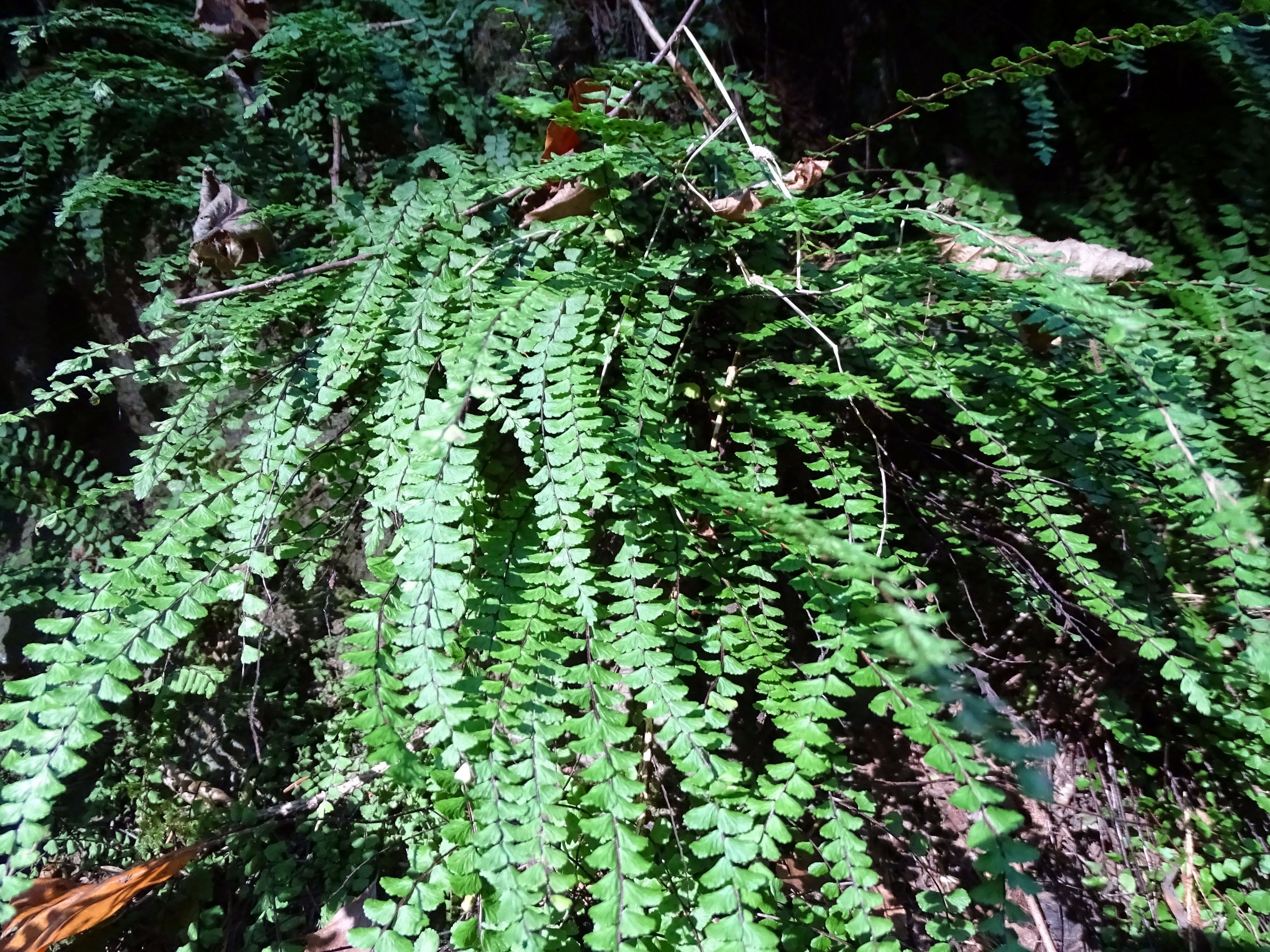 Asplenium_laufnitzgraben1.jpg