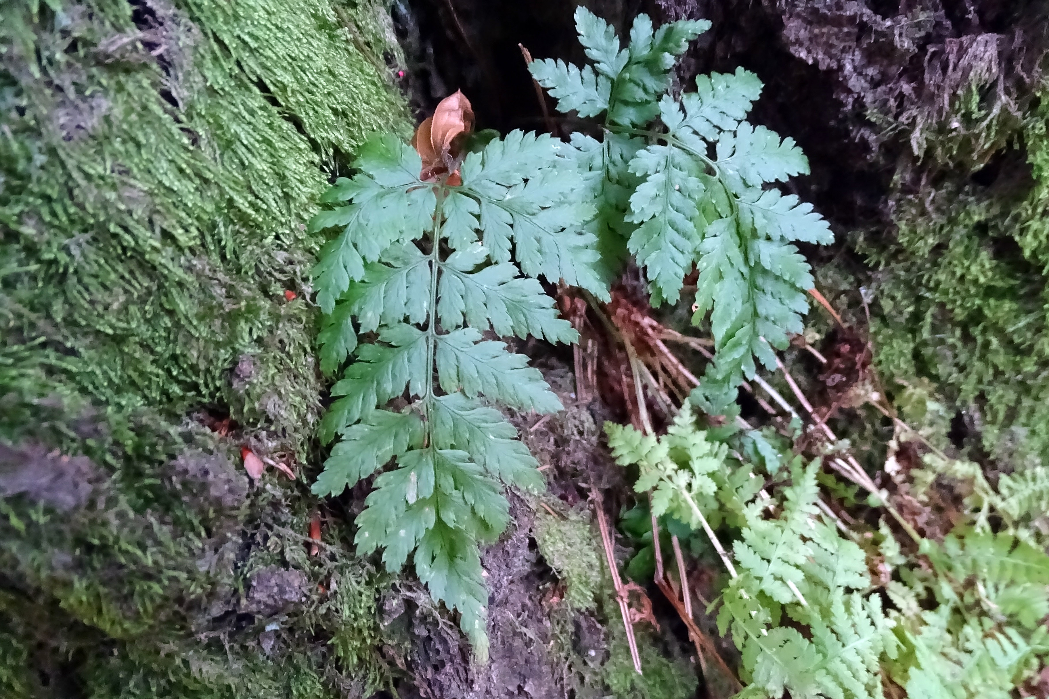 Asplenium_laufnitzgraben.jpg