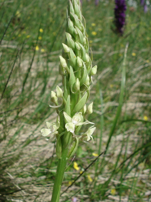 Gym.conopsea.fo.chlorescens.Golzentipp.Lienzer Dolomiten.jpg