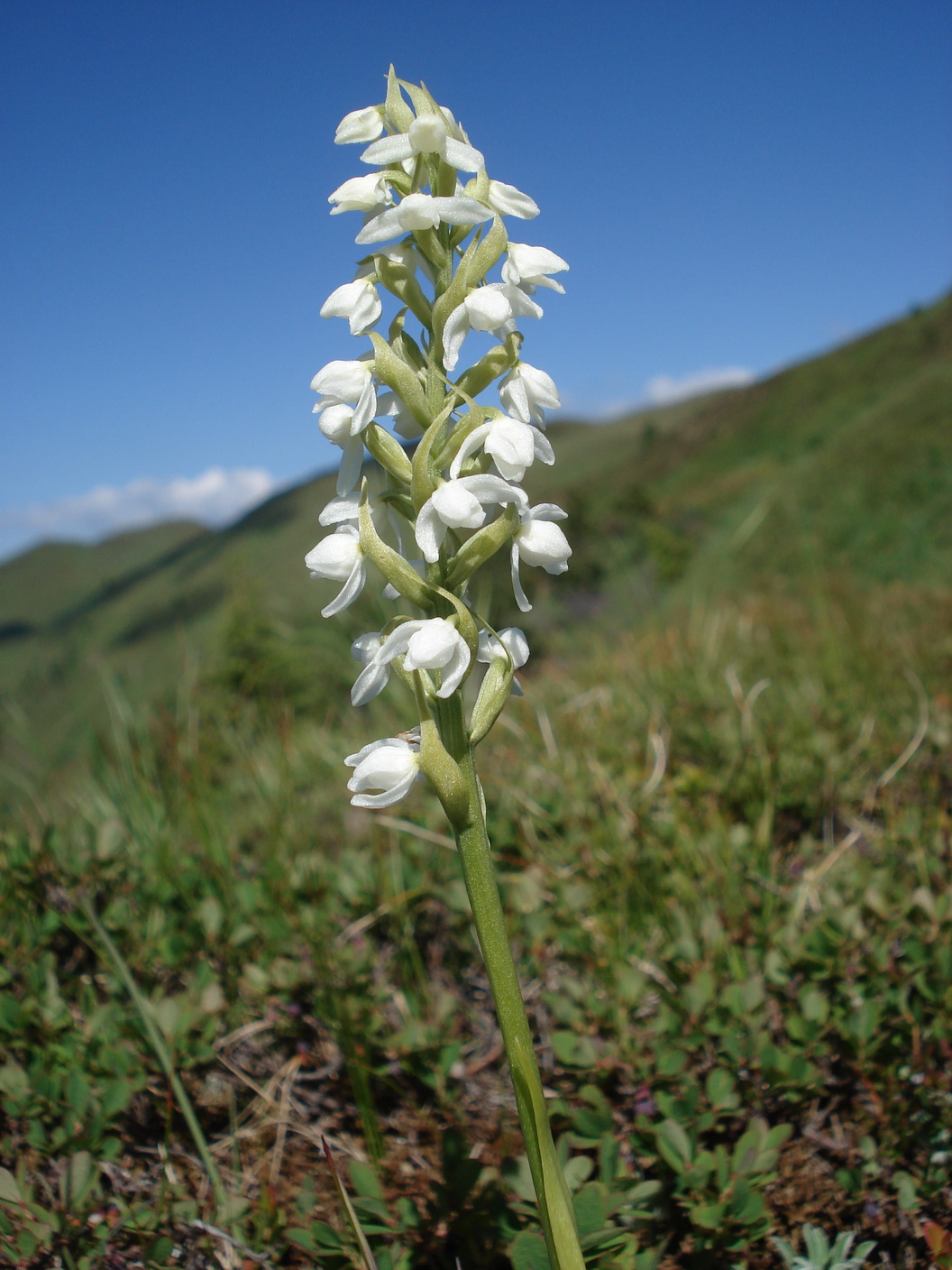 Gym.conopsea.fo.albiflora.spornlos.OTir-Golzentipp .30.6.18.JPG