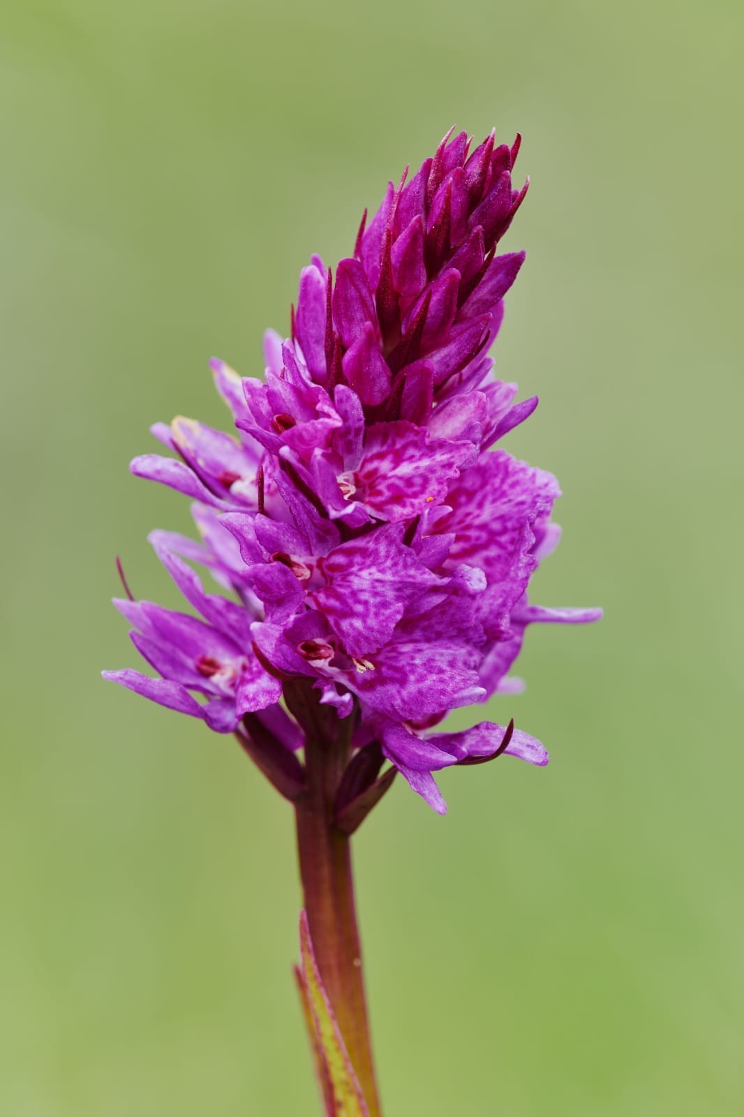 Dac.fuchsii x Nig.rhellicani.O-Tir.Golzentipp.2018.A.Fröhlich.jpg